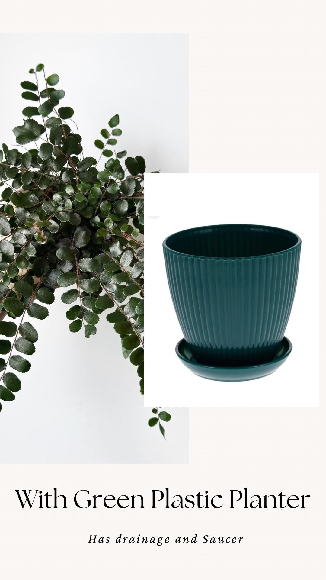 Button Fern | Pellaea Rotundifolia Plant - 4 inch Pot - Live Plant - optional decorative pot