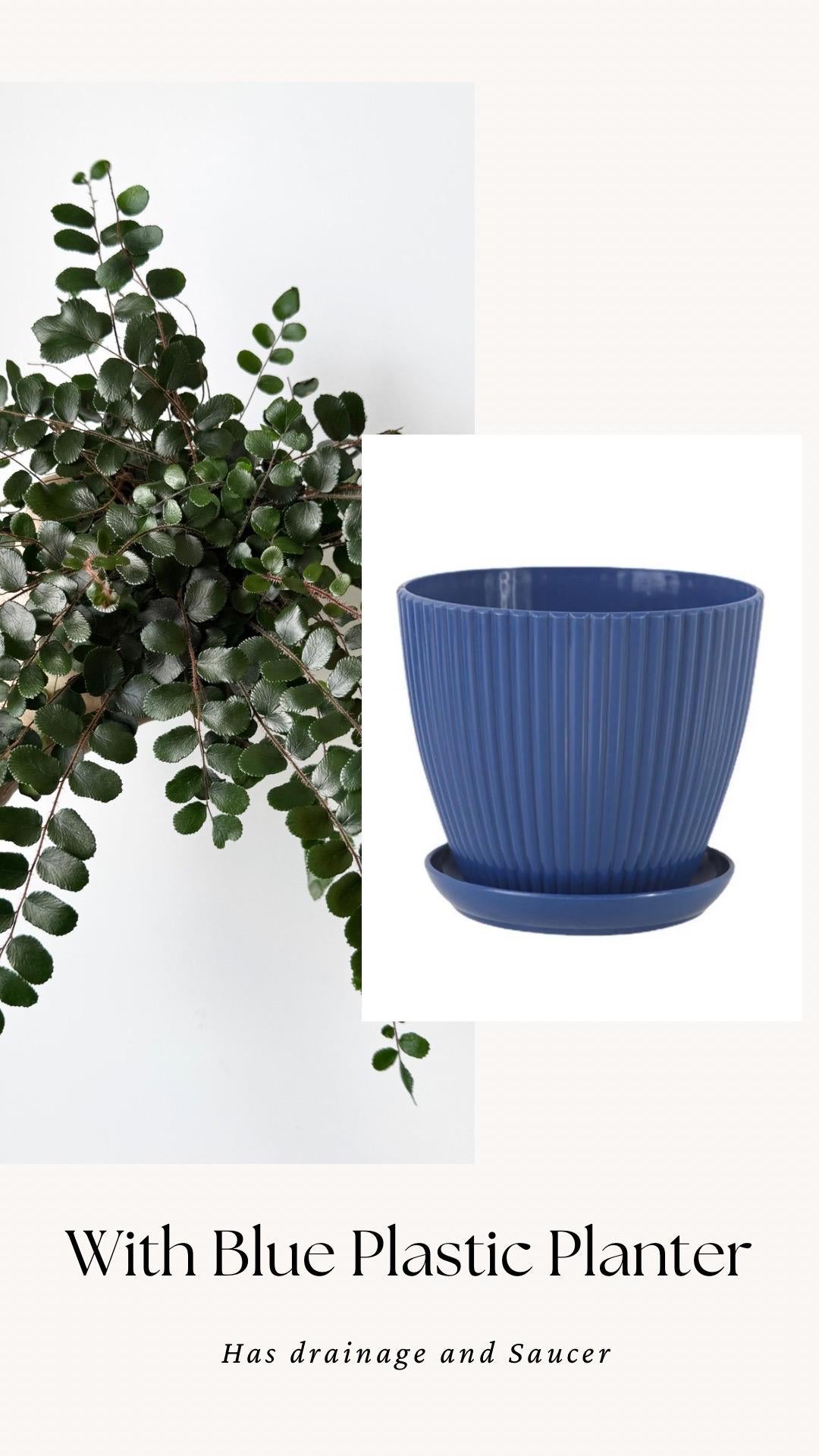 Button Fern | Pellaea Rotundifolia Plant - 4 inch Pot - Live Plant - optional decorative pot