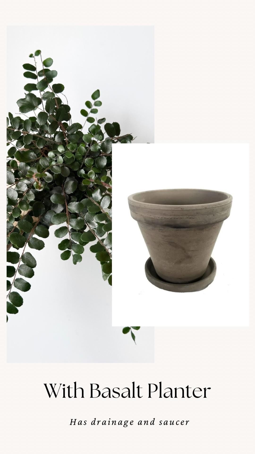 Button Fern | Pellaea Rotundifolia Plant - 4 inch Pot - Live Plant - optional decorative pot