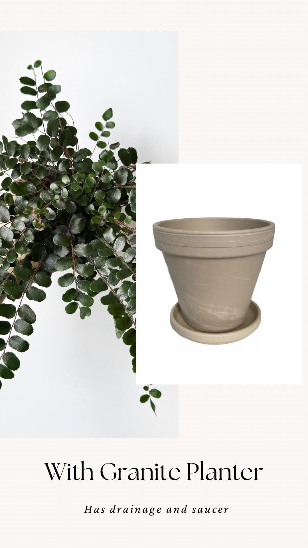 Button Fern | Pellaea Rotundifolia Plant - 4 inch Pot - Live Plant - optional decorative pot
