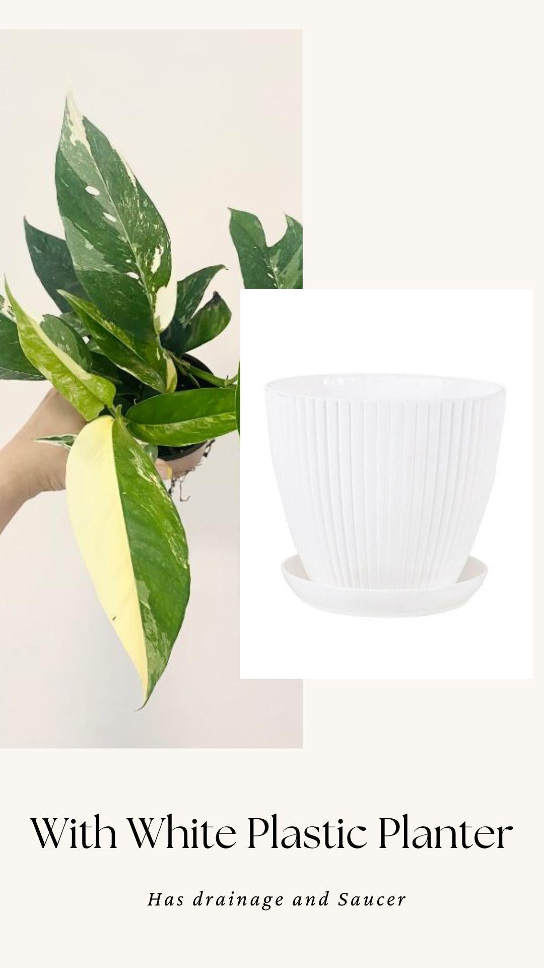 Epipremnum Pinnatum Albo Variegated Plant - Live Plant 4" Pot - optional decorative planter