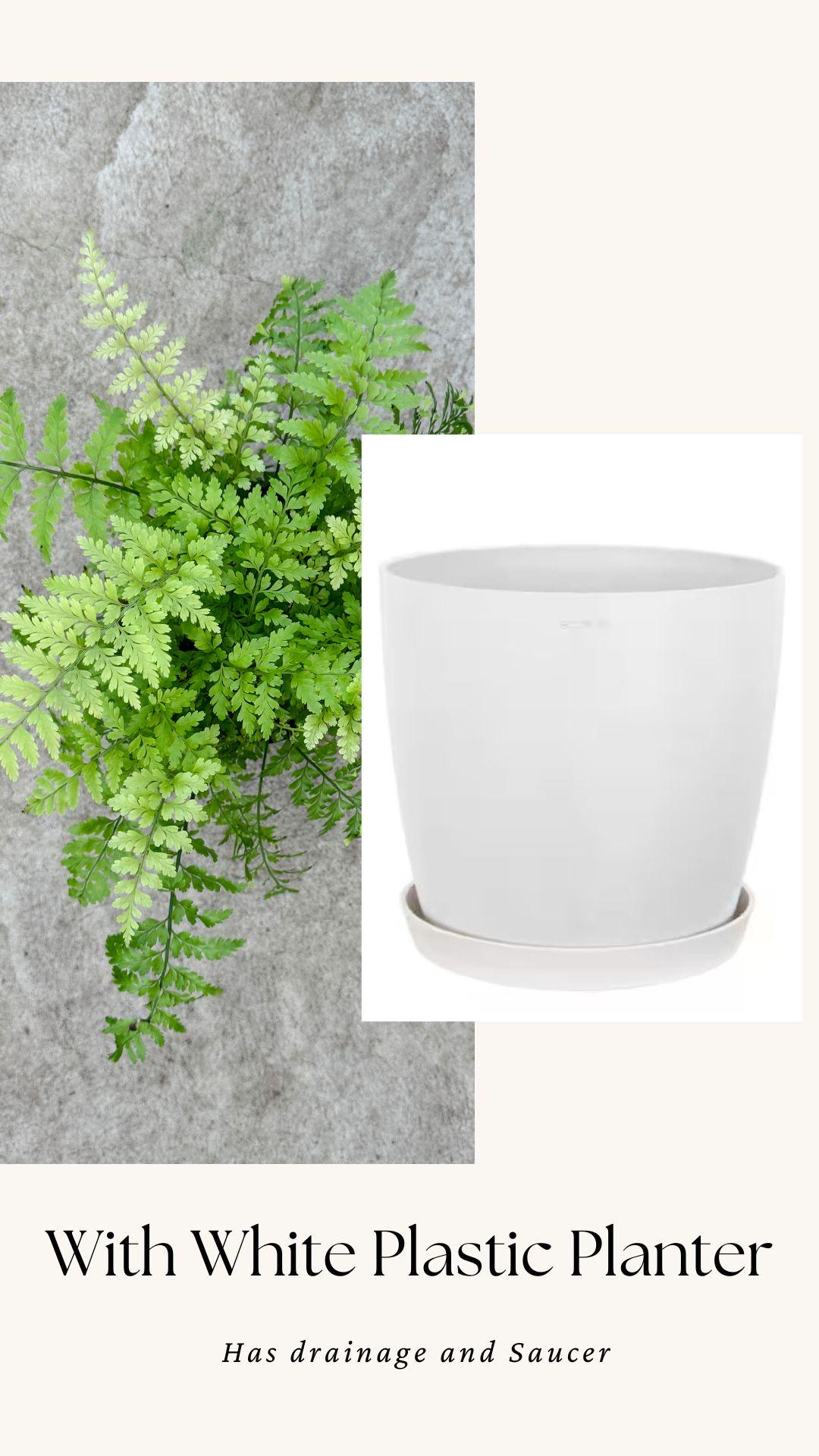 Fern Mother Plant - 6 inch Pot - optional deocrative pot