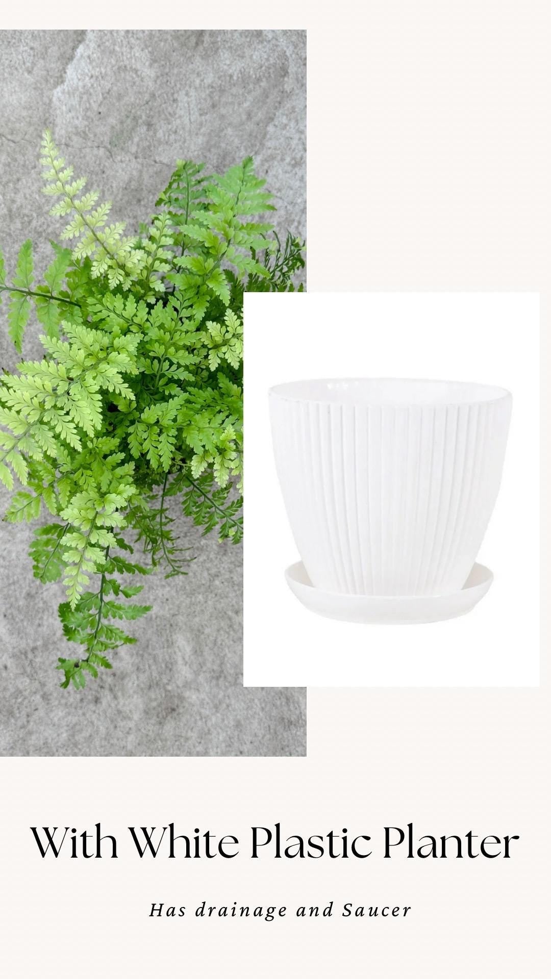 Fern Mother Plant - 6 inch Pot - optional deocrative pot