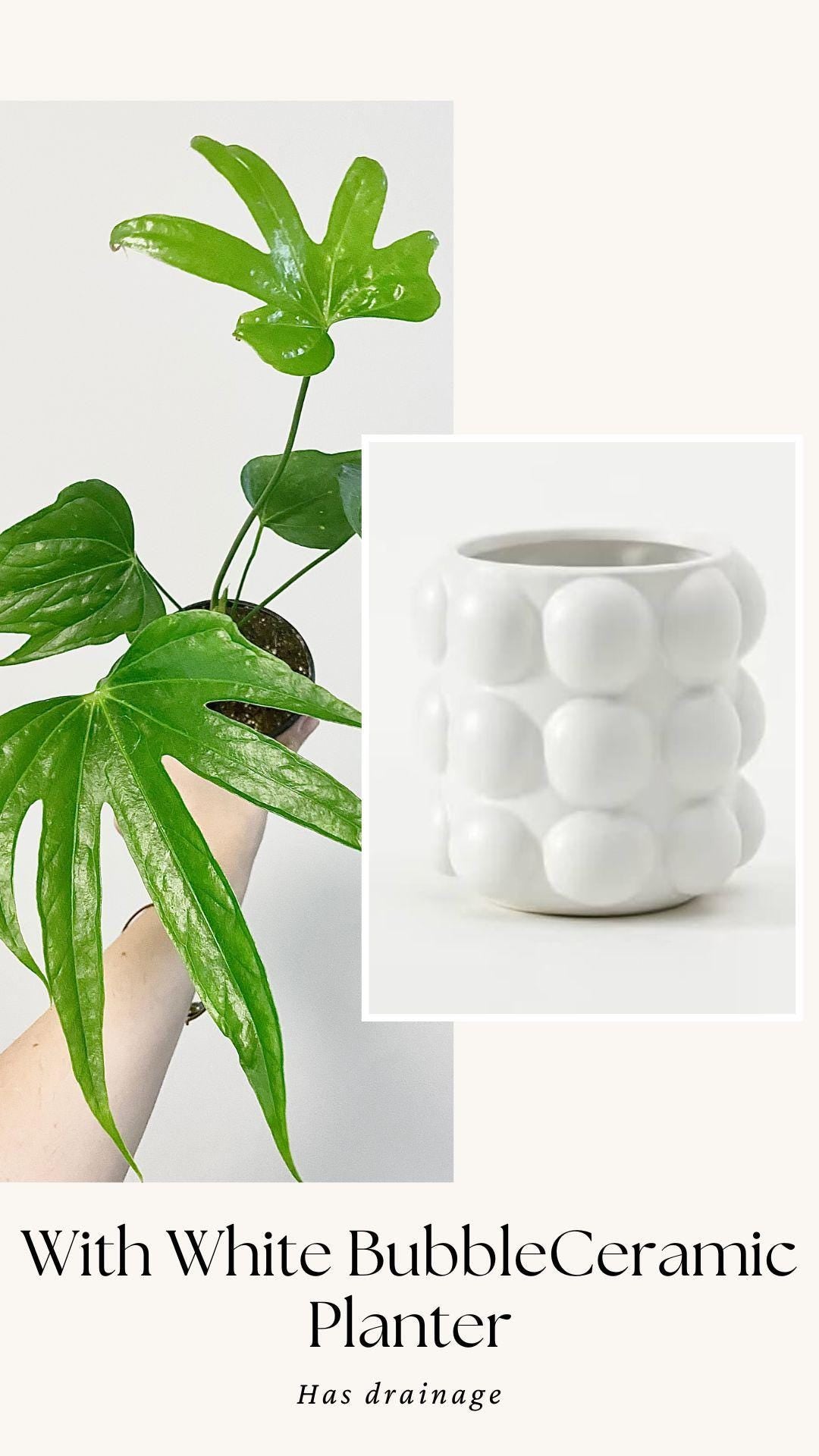 Anthurium Pedatoradiatum "Fingers" Plant - 4 inch pot - Live Plant