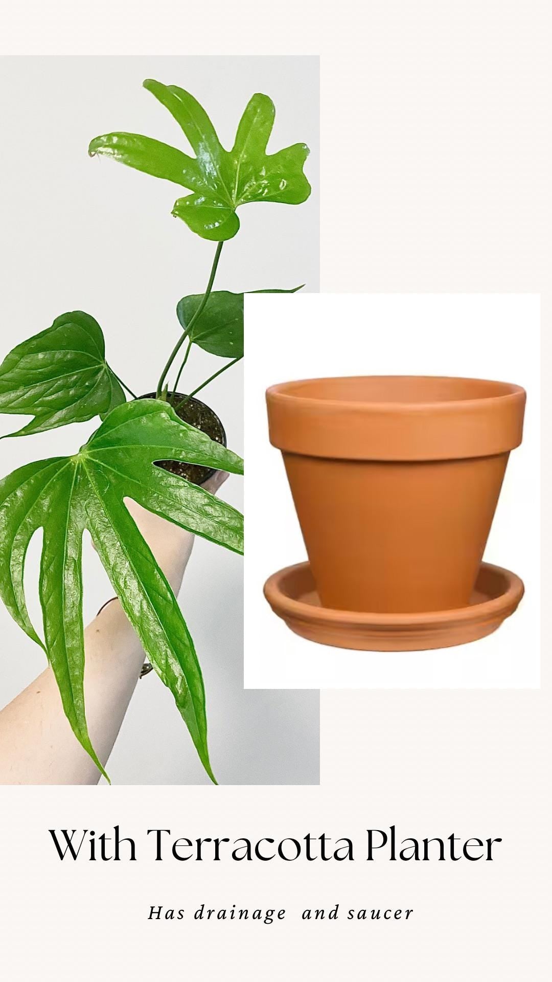 Anthurium Pedatoradiatum "Fingers" Plant - 4 inch pot - Live Plant