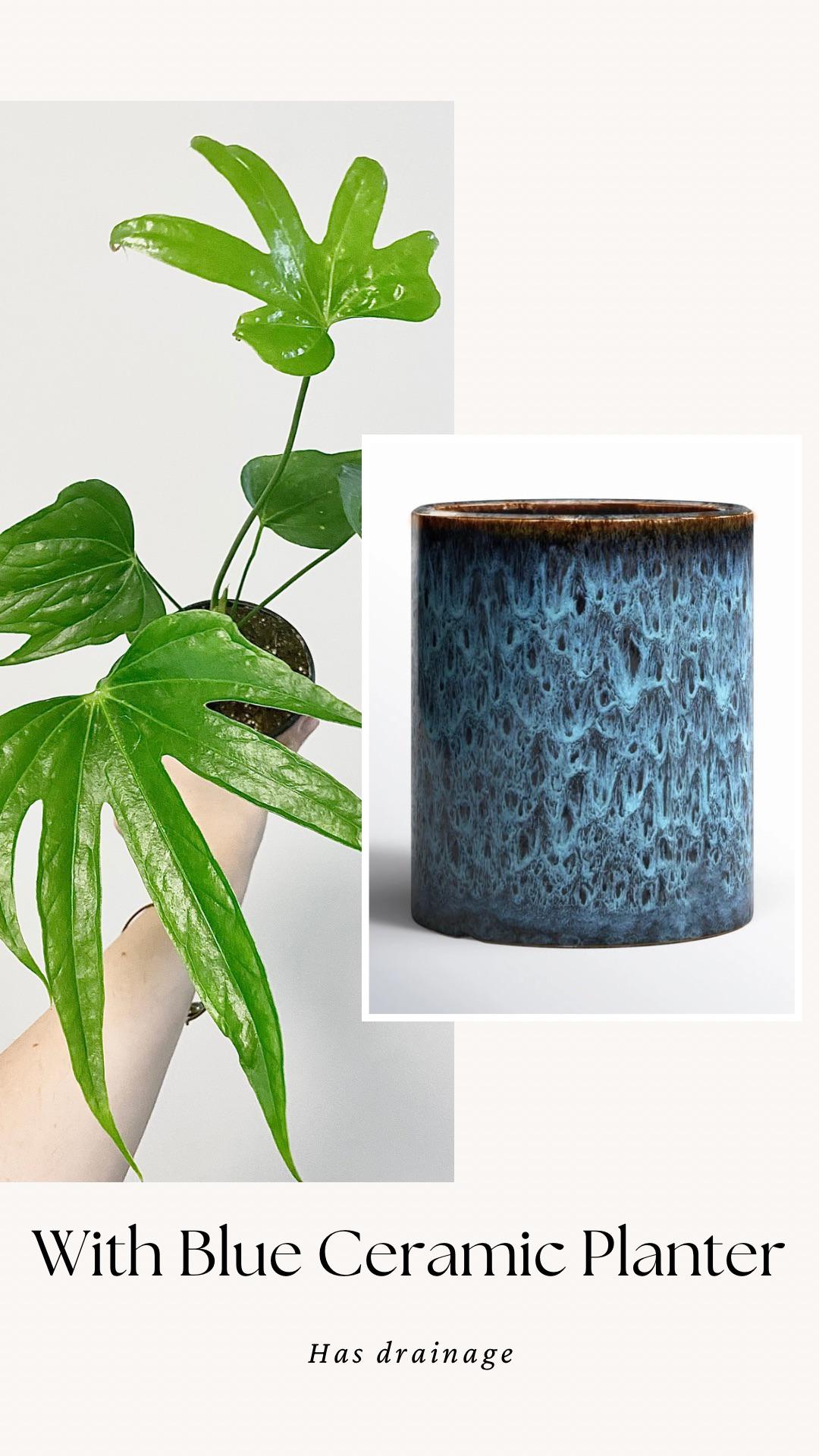 Anthurium Pedatoradiatum "Fingers" Plant - 4 inch pot - Live Plant