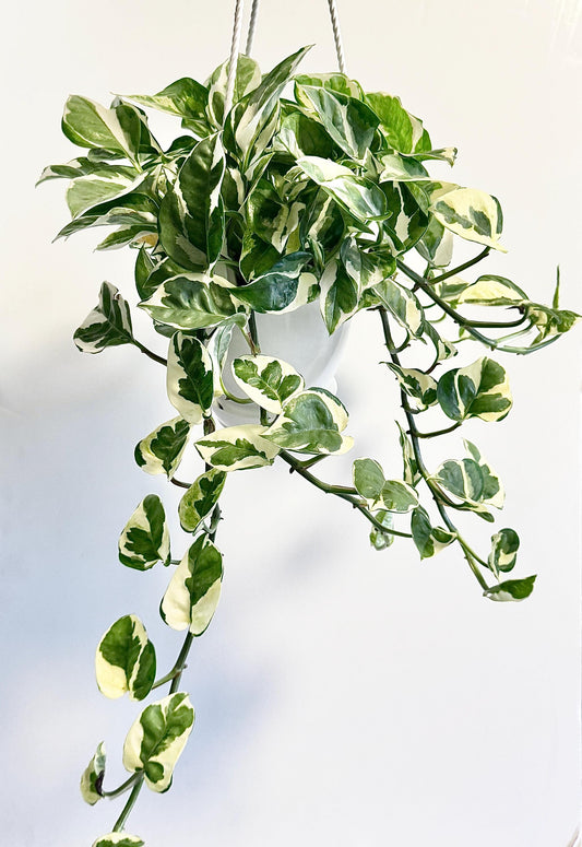 N'Joy Pothos Plant - Epipremnum Aureum - 4.5 Hanging Pot