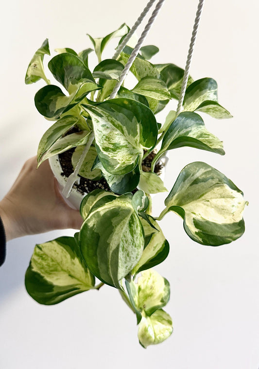 Manjula Pothos - 4.5 inch Hanging Basket