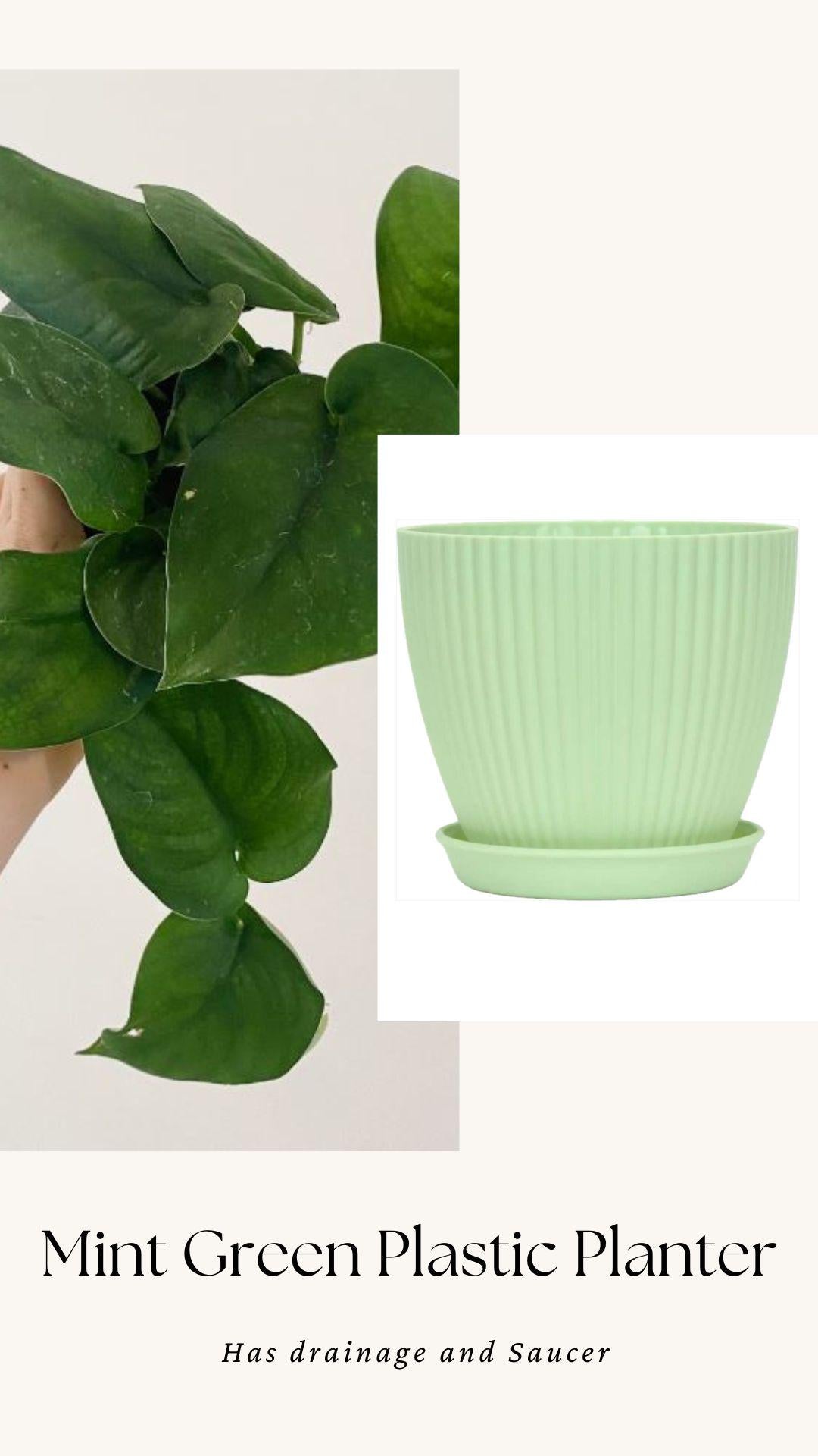Scindapsus Green Jade Satin 6 inch Pot - Live Plant - optional decorative pot