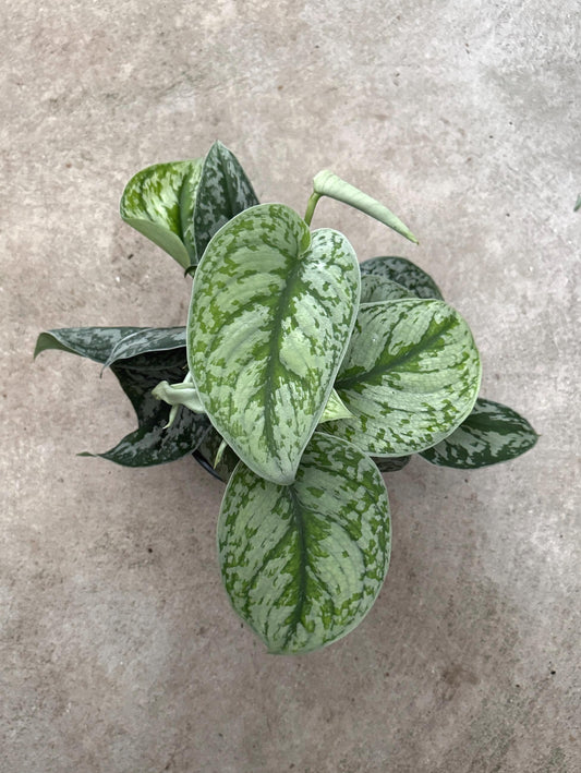 Scindapsus Silver Satin Plant - 4 inch Nursery Pot - Live Plant