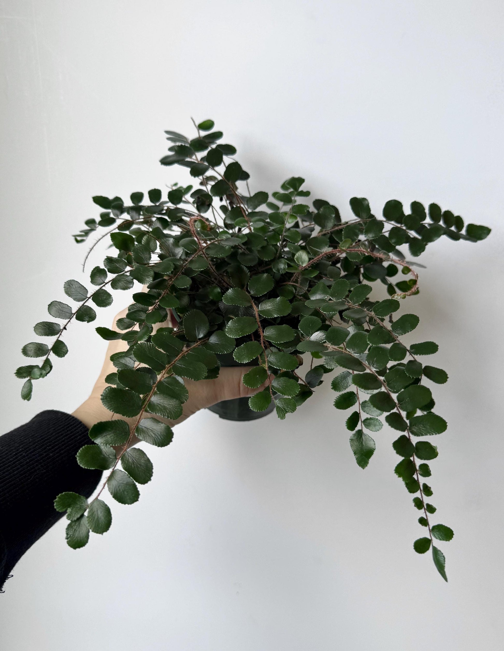 Button Fern | Pellaea Rotundifolia Plant - 4 inch Pot - Live Plant - optional decorative pot