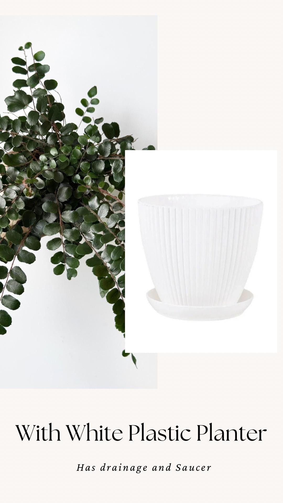 Button Fern | Pellaea Rotundifolia Plant - 4 inch Pot - Live Plant - optional decorative pot