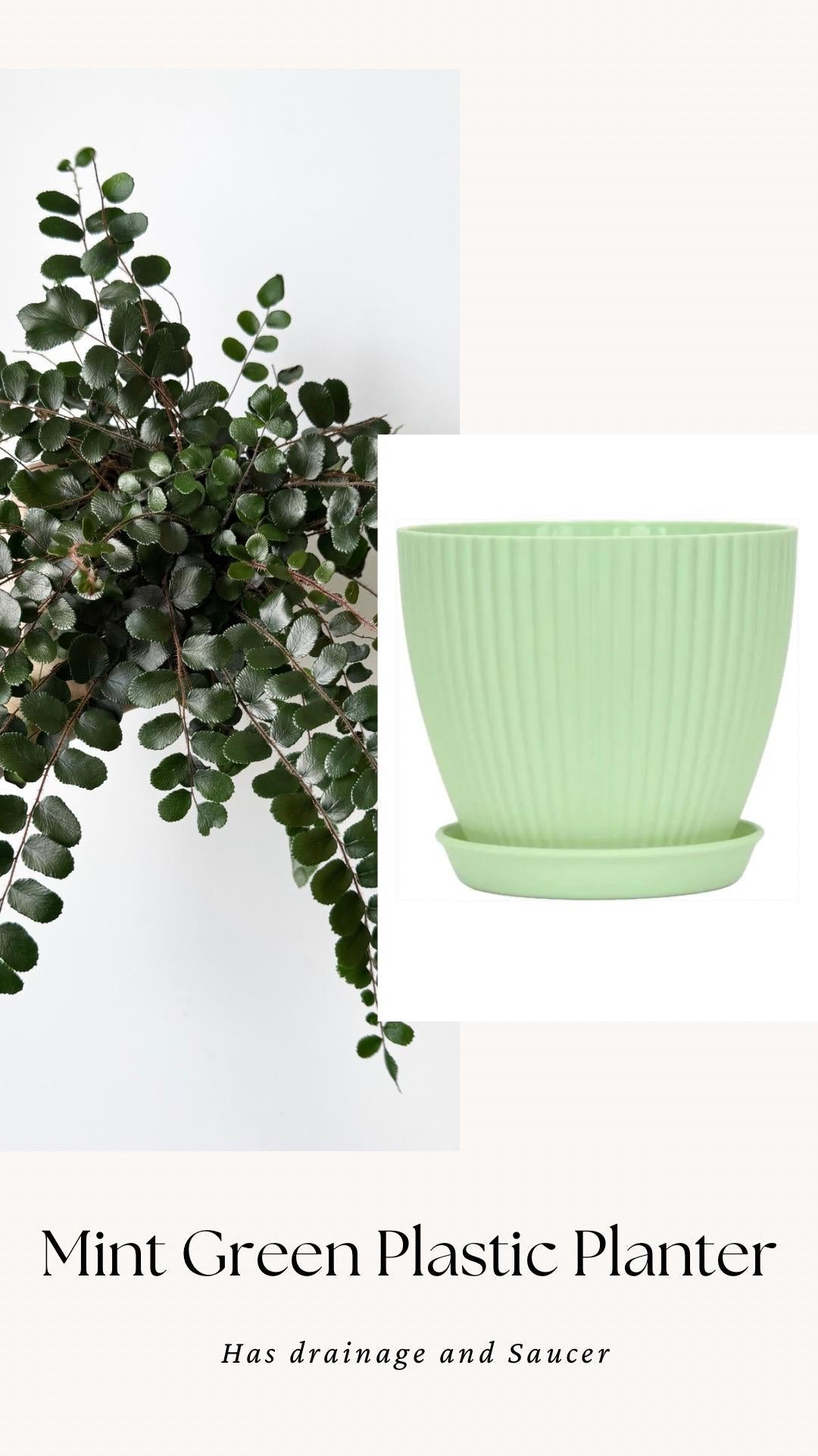 Button Fern | Pellaea Rotundifolia Plant - 4 inch Pot - Live Plant - optional decorative pot