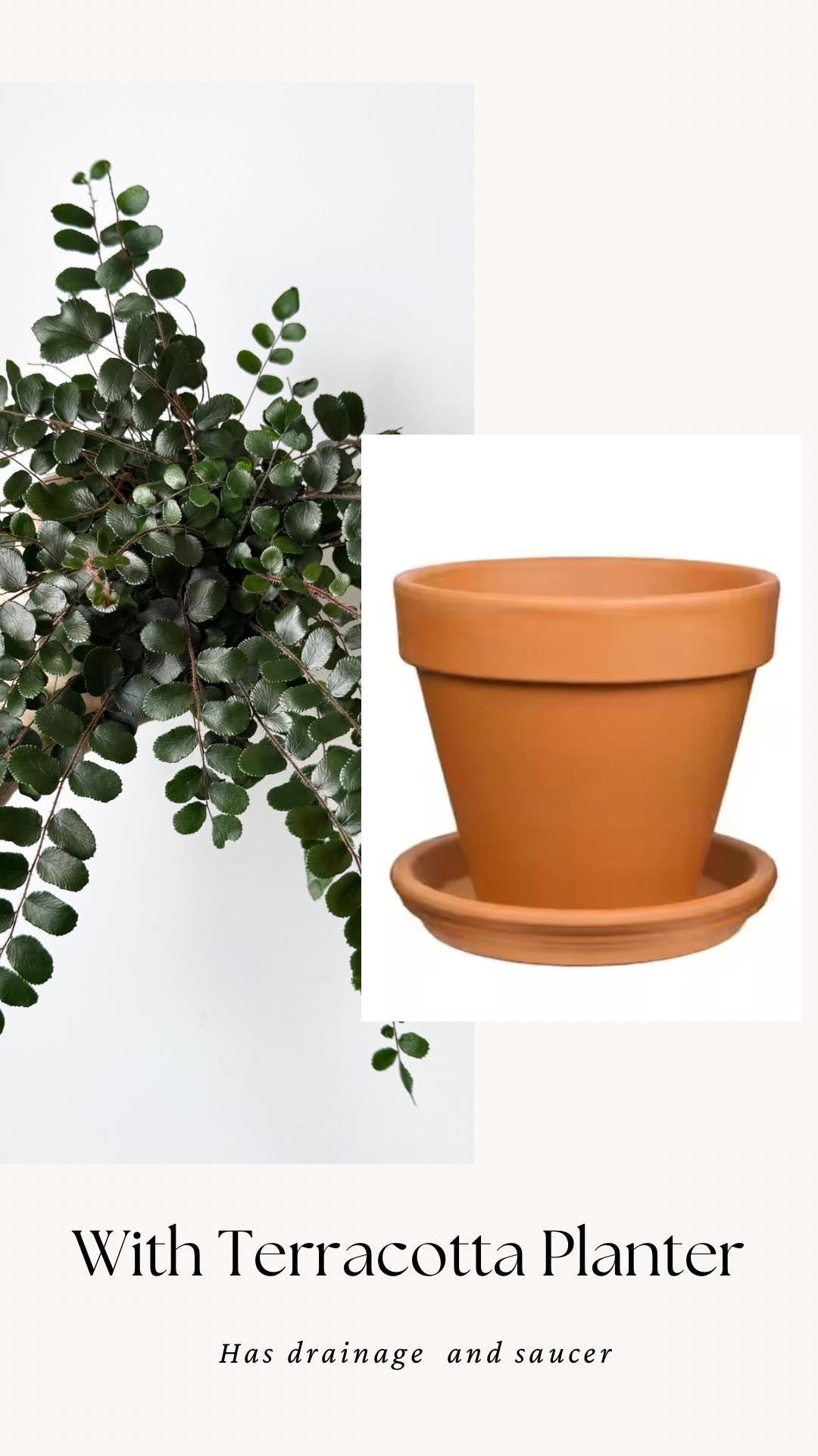 Button Fern | Pellaea Rotundifolia Plant - 4 inch Pot - Live Plant - optional decorative pot