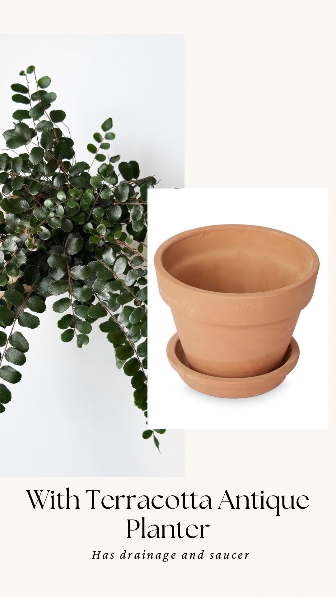Button Fern | Pellaea Rotundifolia Plant - 4 inch Pot - Live Plant - optional decorative pot