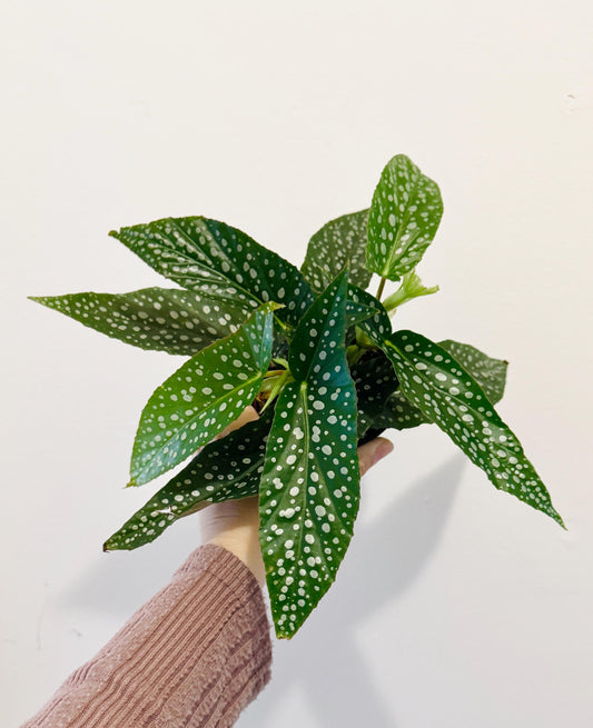 Begonia White Ice Polka Dot Flowering Plant - 4” Pot - optional decorative pot