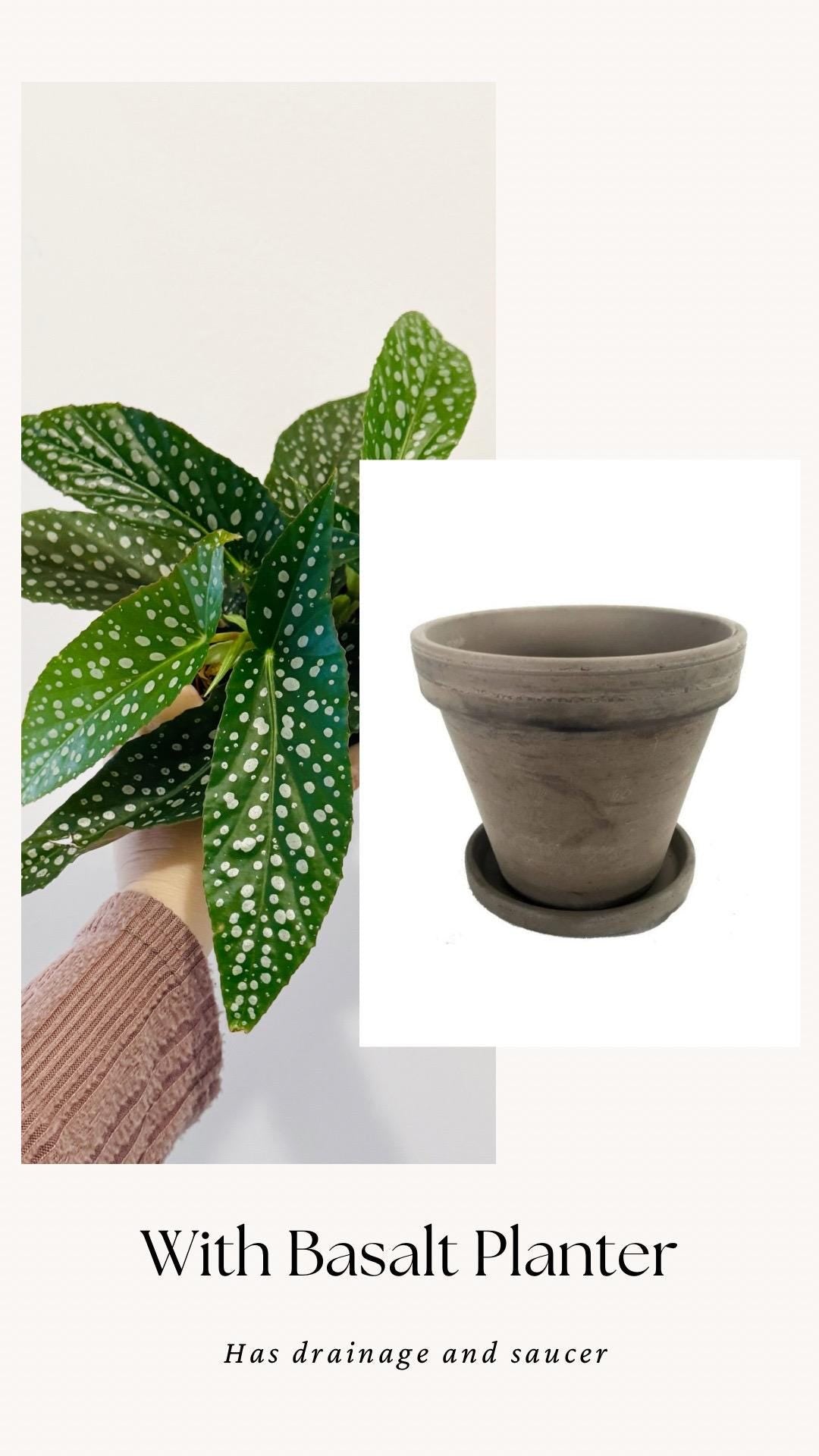 Begonia White Ice Polka Dot Flowering Plant - 4” Pot - optional decorative pot