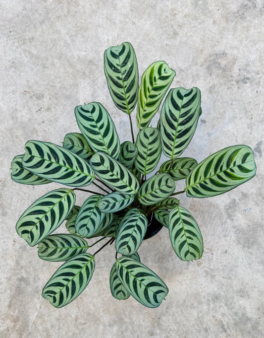 Calathea Burle Marx Ctenanthe Plant - 6 inch Pot
