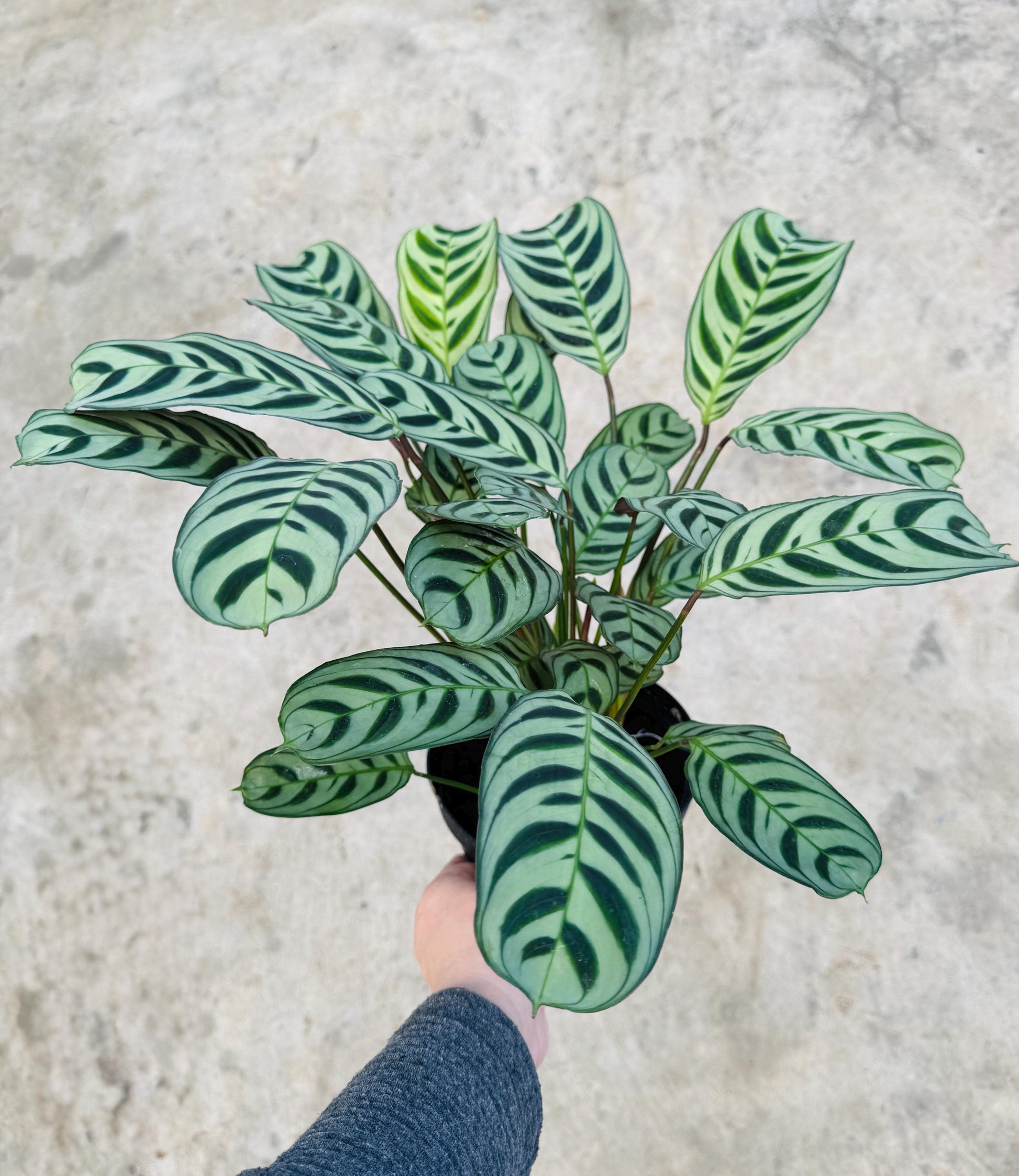 Calathea Burle Marx Ctenanthe Plant - 6 inch Pot