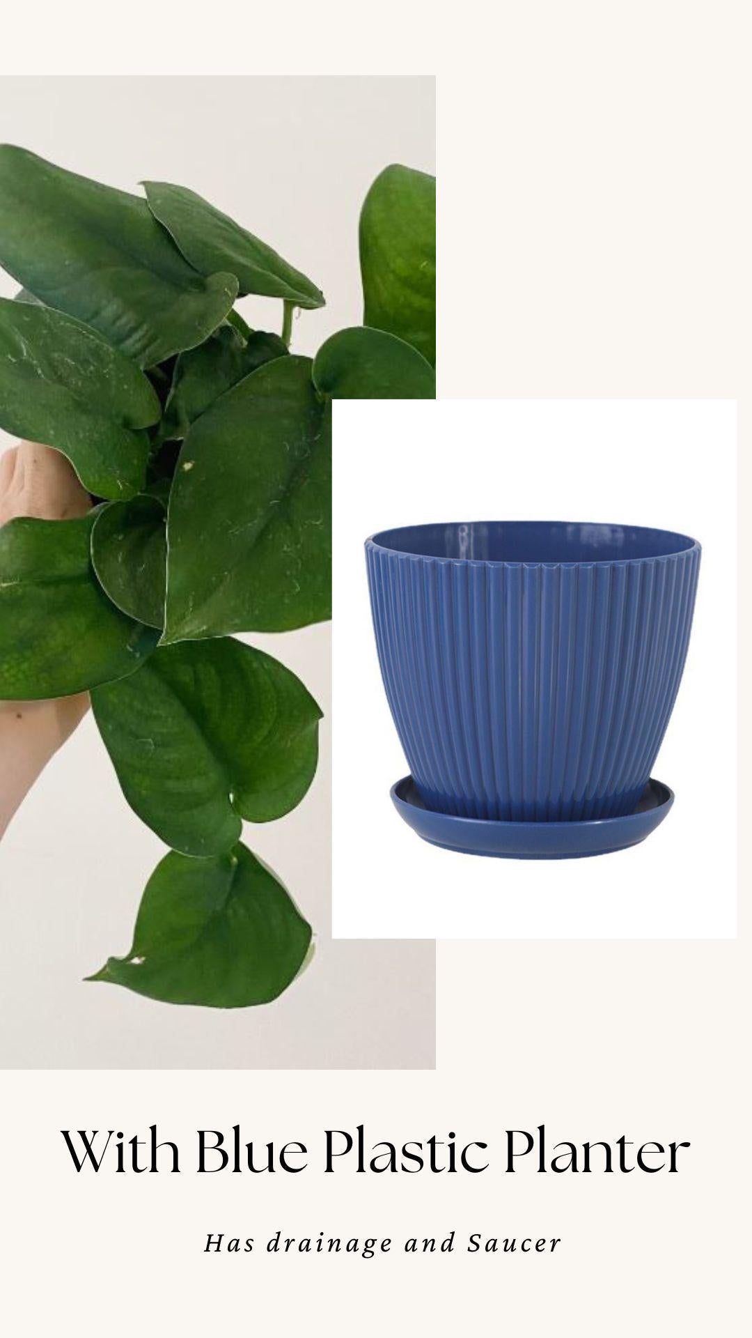 Scindapsus Green Jade Satin 6 inch Pot - Live Plant - optional decorative pot