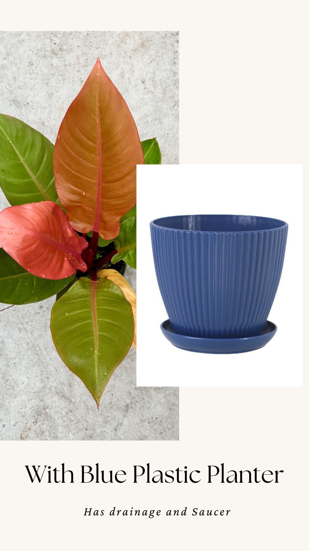 Philodendron Prince of Orange Plant - 6 inch Pot - optional deocrative pot