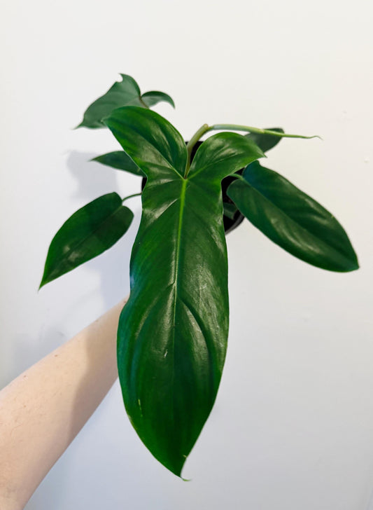 Philodendron 69686 Plant - 6” Pot - Live Plant - Indoor- Houseplant - Rare Plant