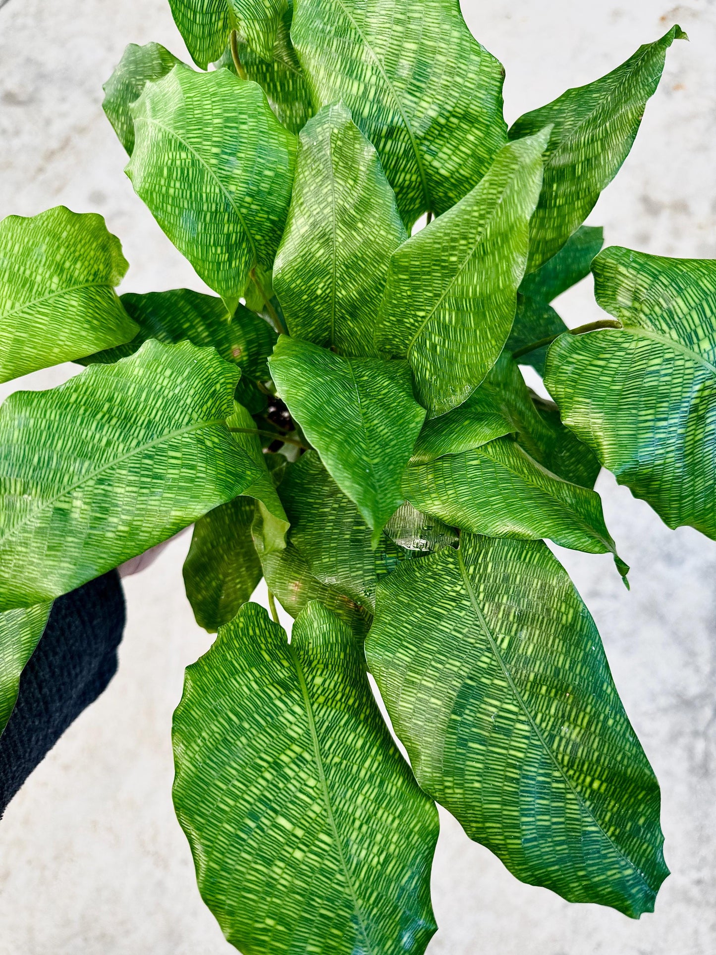 Calathea Musaica Live Plant - 6 inch | Pot - optional decorative pot