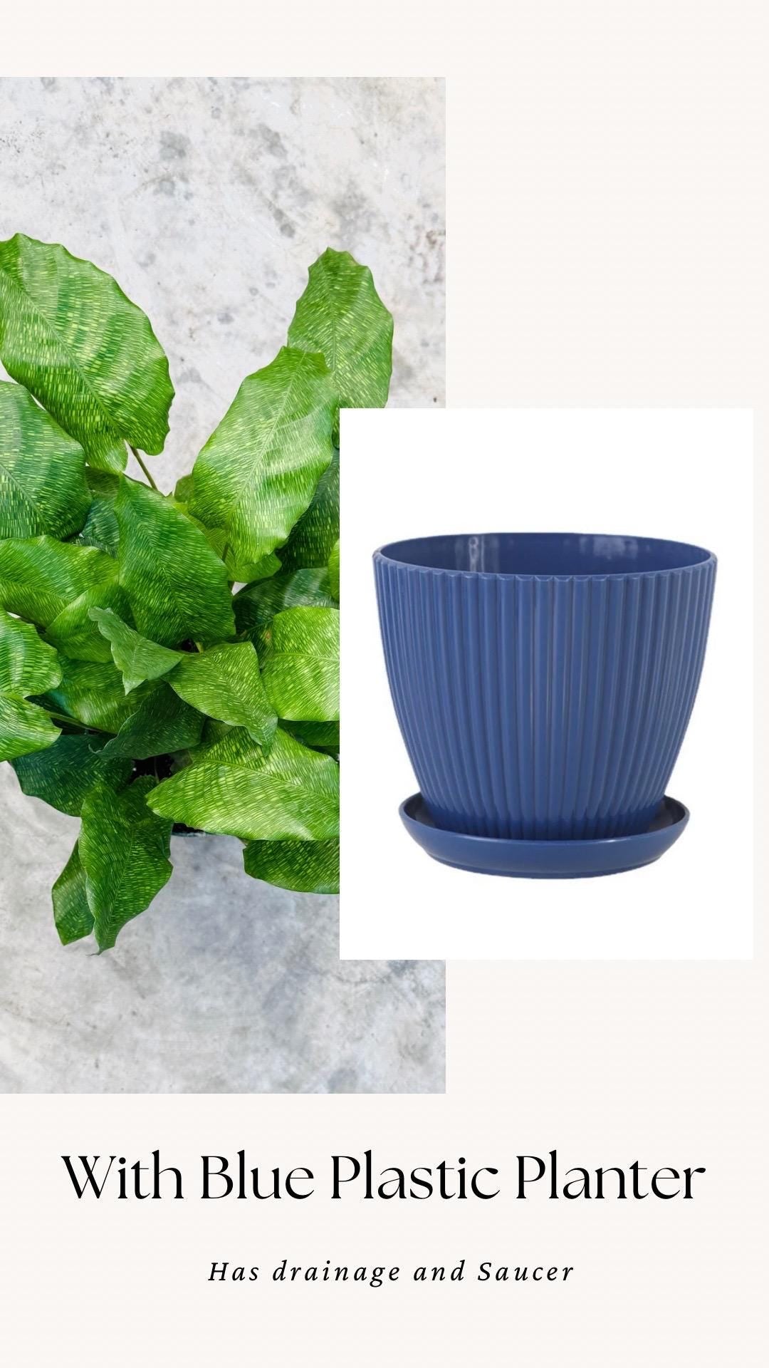 Calathea Musaica Live Plant - 6 inch | Pot - optional decorative pot