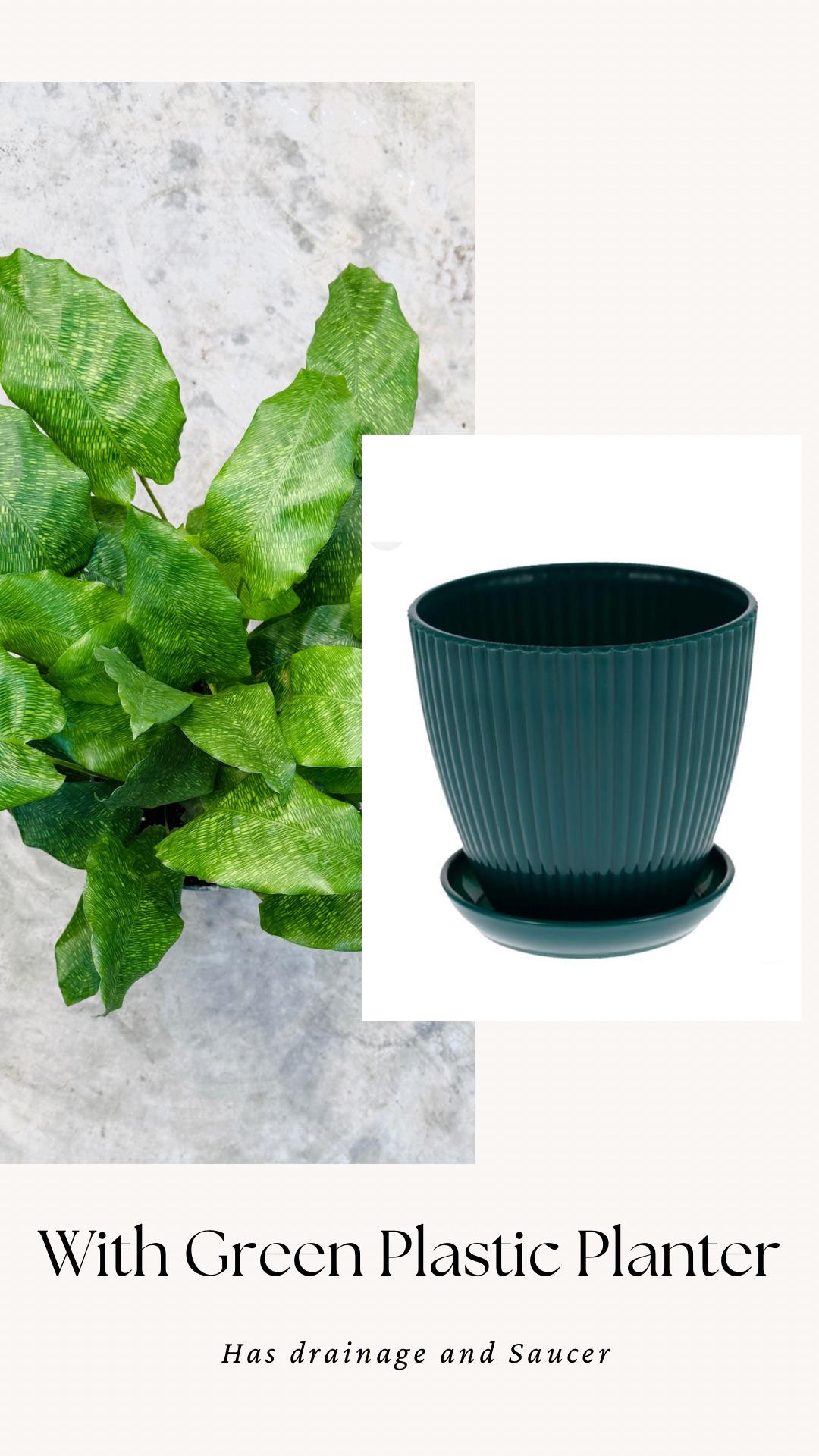 Calathea Musaica Live Plant - 6 inch | Pot - optional decorative pot