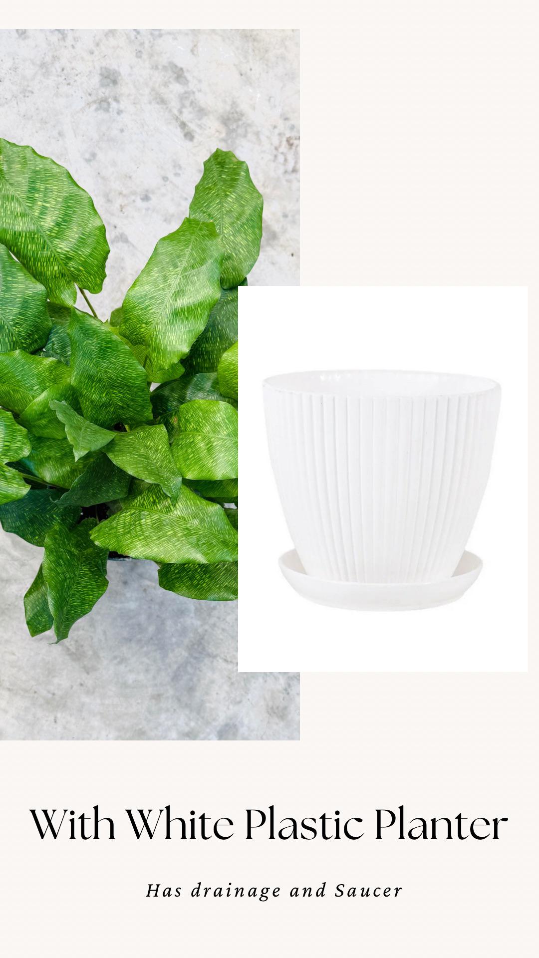 Calathea Musaica Live Plant - 6 inch | Pot - optional decorative pot