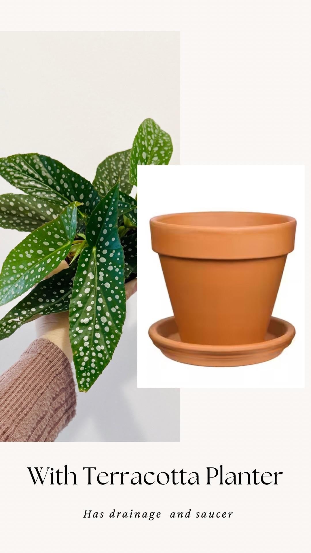 Begonia White Ice Polka Dot Flowering Plant - 4” Pot - optional decorative pot