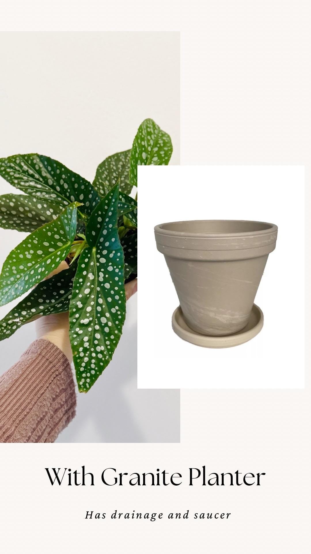 Begonia White Ice Polka Dot Flowering Plant - 4” Pot - optional decorative pot