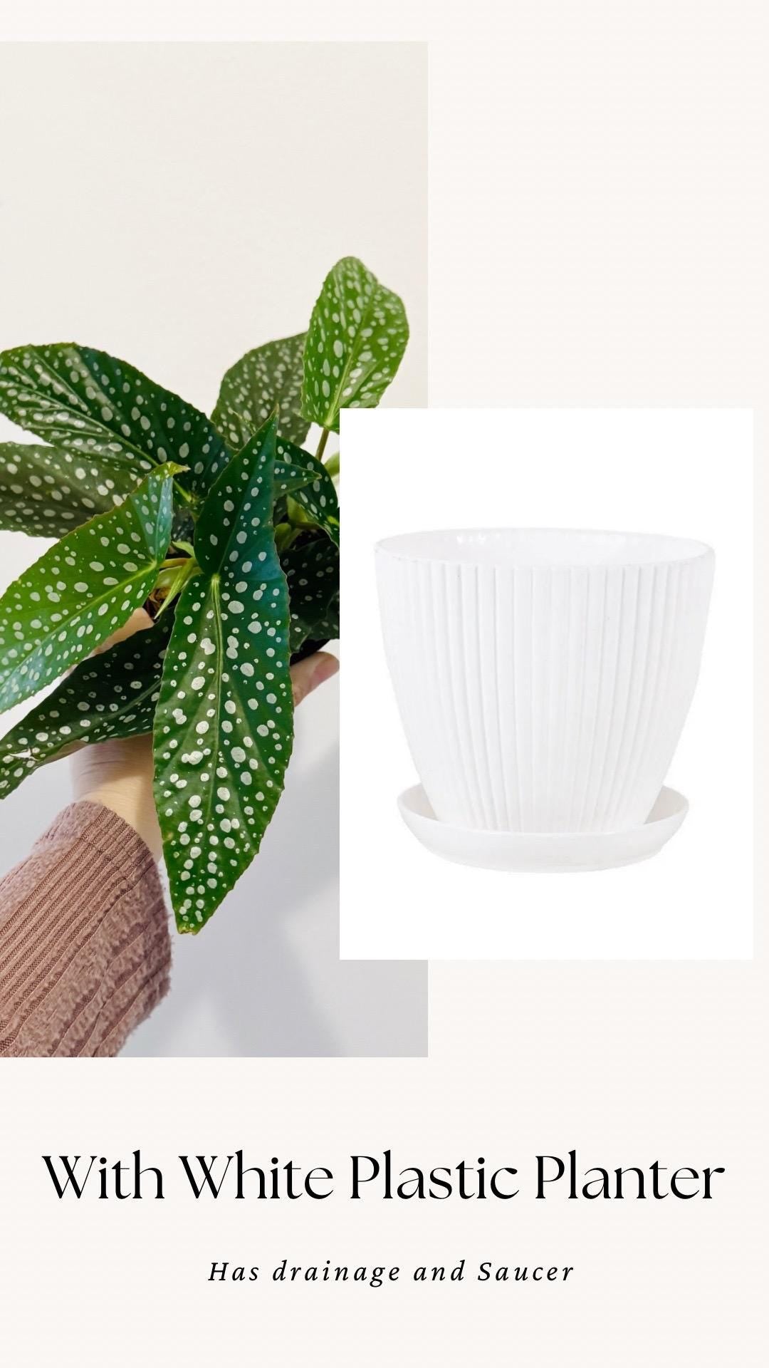 Begonia White Ice Polka Dot Flowering Plant - 4” Pot - optional decorative pot