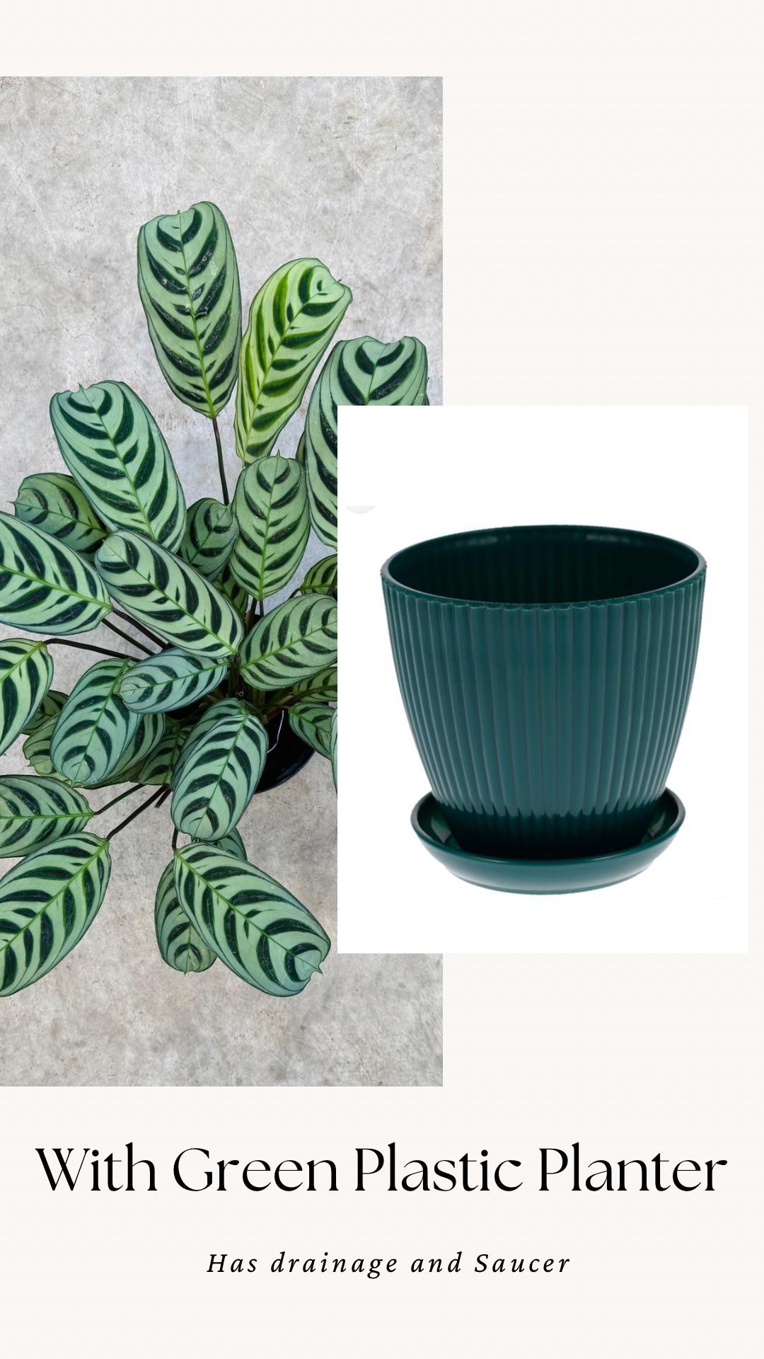 Calathea Burle Marx Ctenanthe Plant - 6 inch Pot