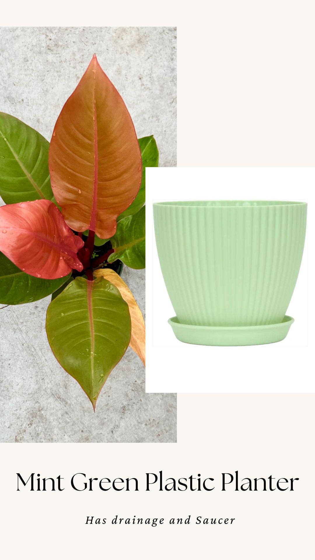 Philodendron Prince of Orange Plant - 6 inch Pot - optional deocrative pot