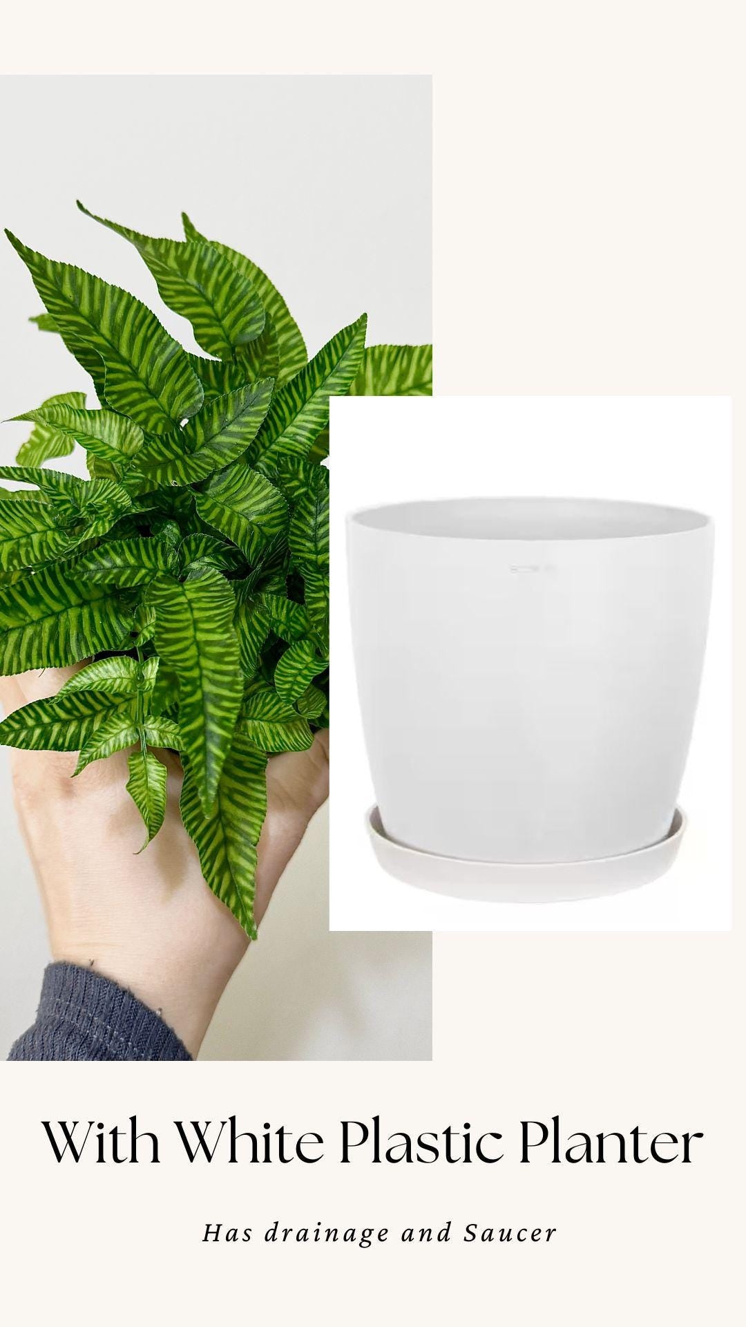 Striped Bamboo Fern Golden Zebra Plant - Live Plant - Rare Plant - 4” pot - optional decorative pot