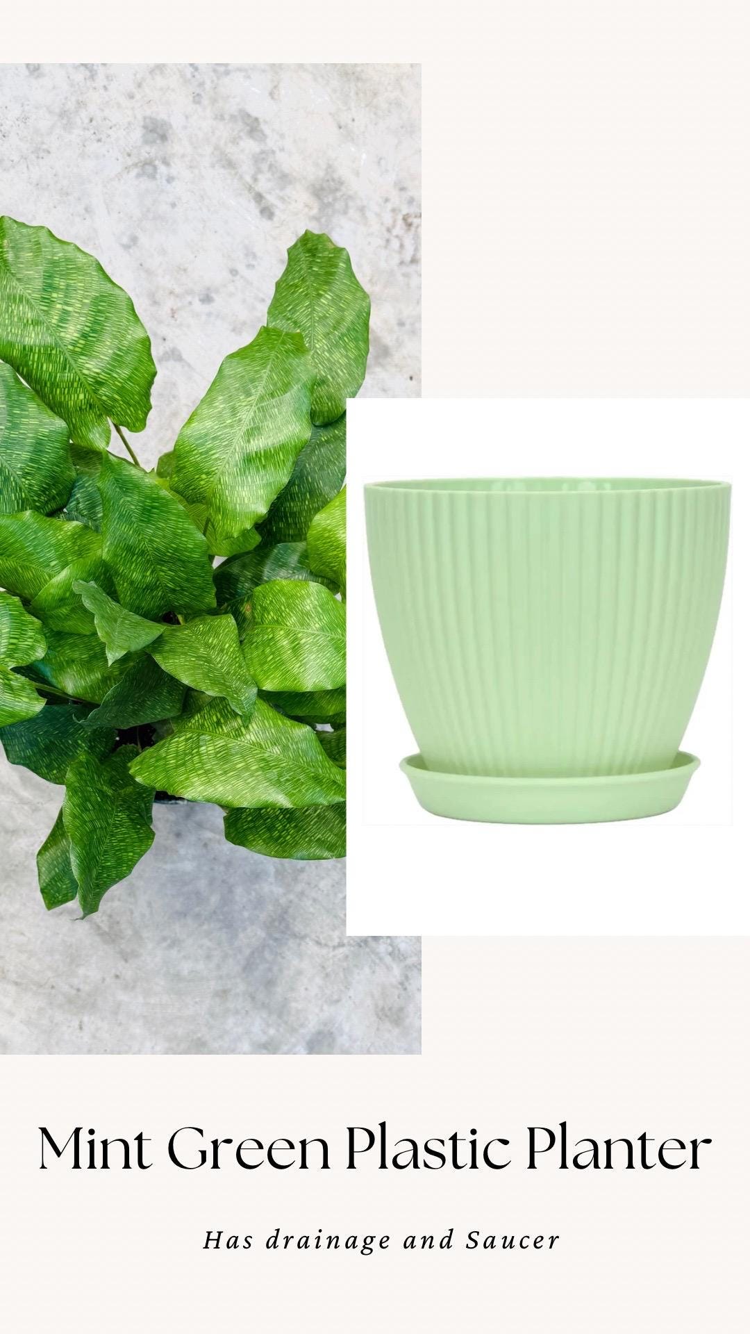 Calathea Musaica Live Plant - 6 inch | Pot - optional decorative pot