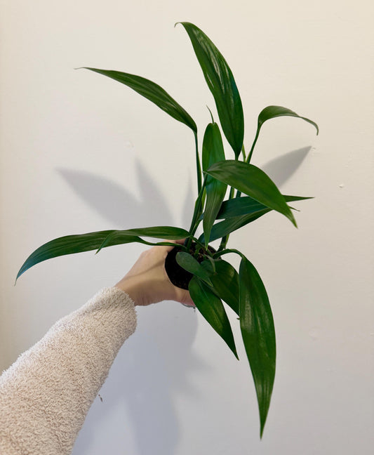 Epipremnum Amplissimum Plant in 4" Pot - Live Plant - optional decorative pot