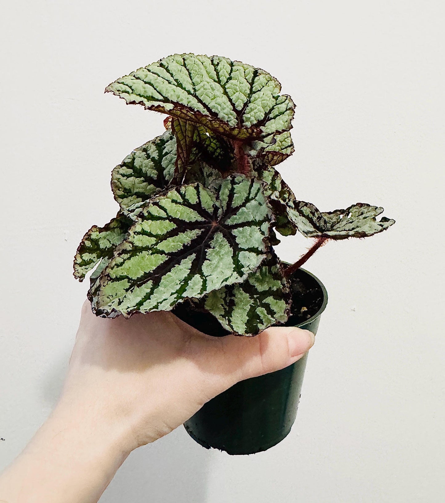 Begonia Fedor Plant - 4” Pot - Flowering plant - optional decorative pot