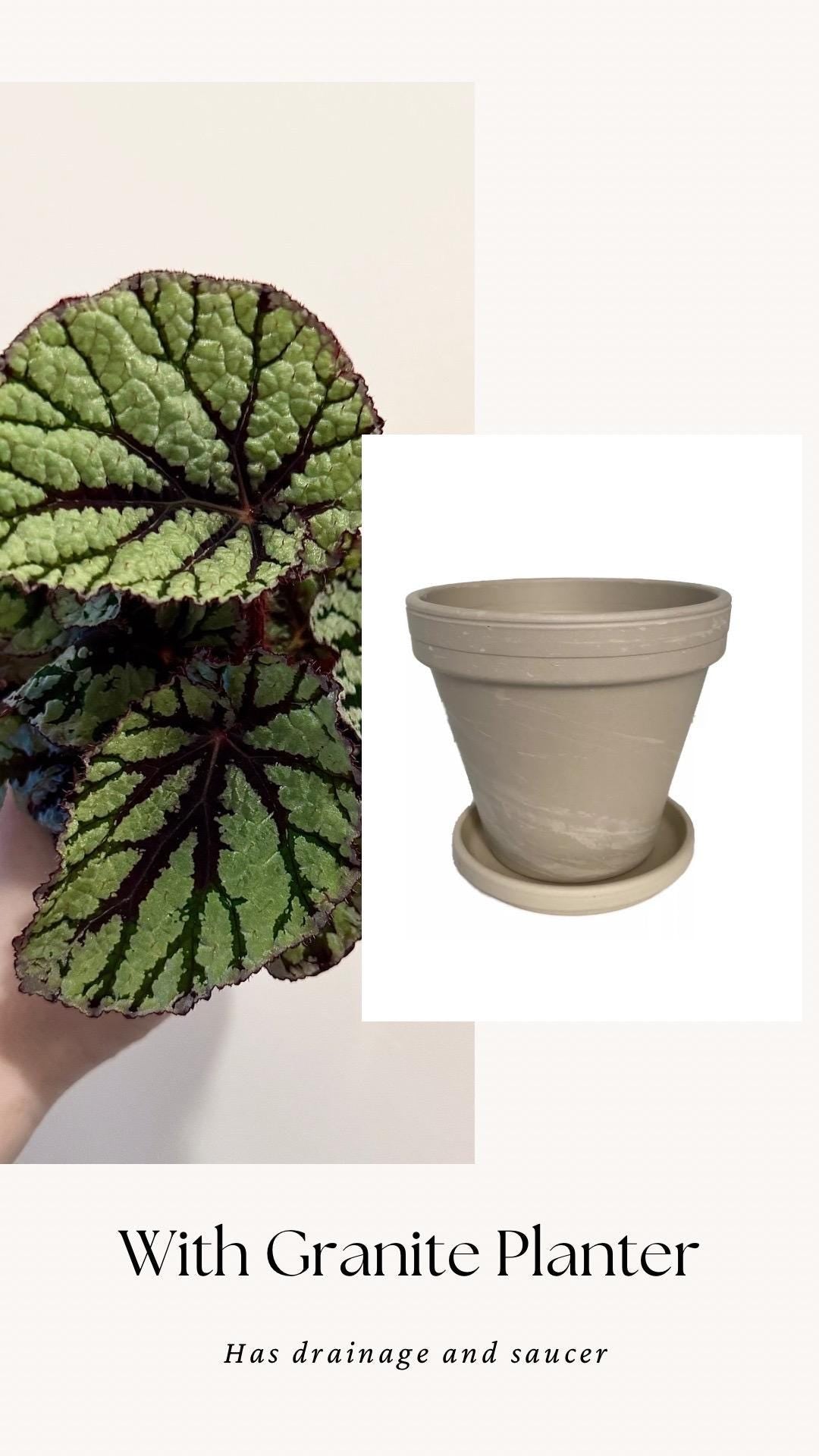 Begonia Fedor Plant - 4” Pot - Flowering plant - optional decorative pot