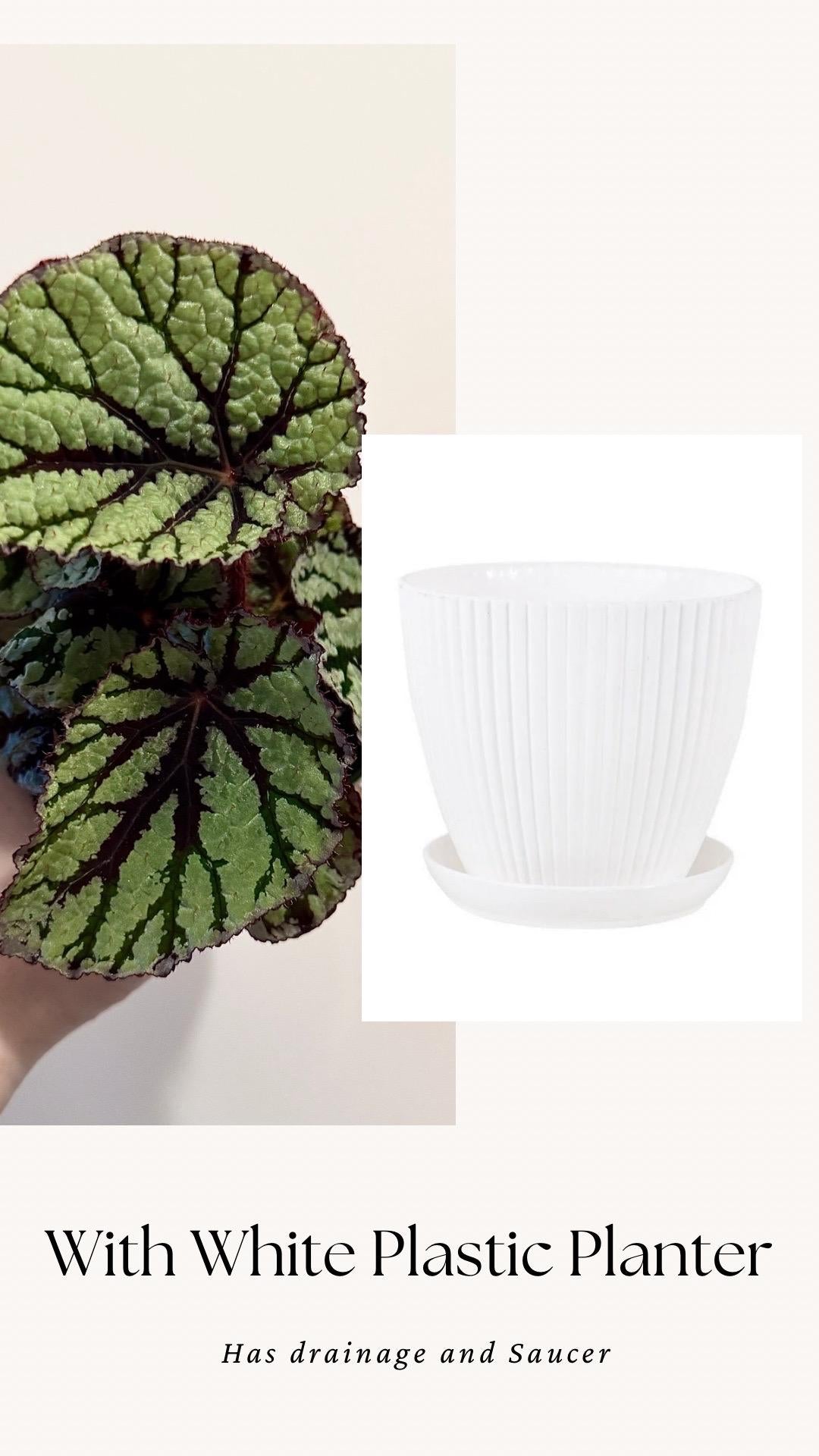 Begonia Fedor Plant - 4” Pot - Flowering plant - optional decorative pot