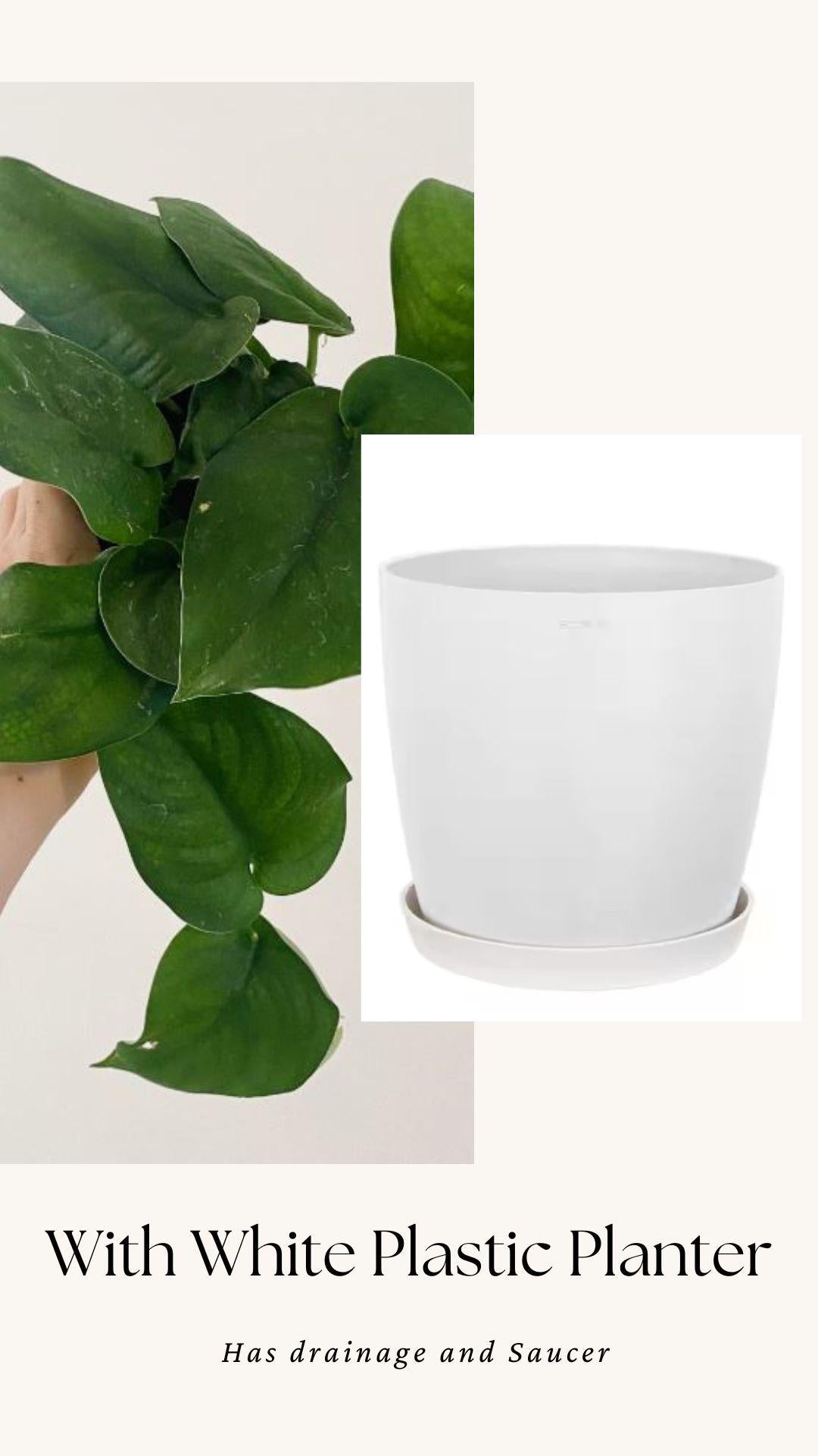 Scindapsus Green Jade Satin 4 inch Pot - Live Plant - optional decorative pot