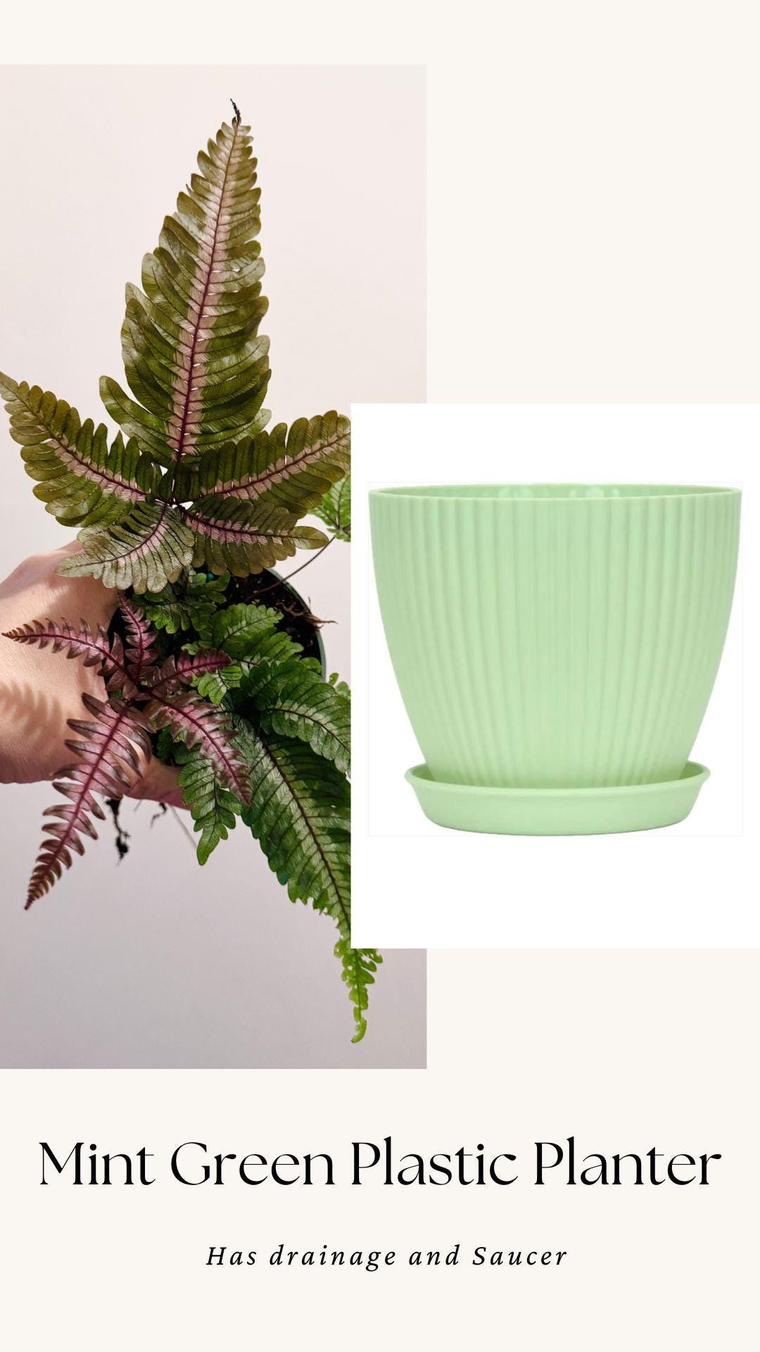 Fern Pteris Aspericaulis Var. Tricolor (Pteris Blumeana) – - 4 inch Pot - Live Plant - optional decorative pot