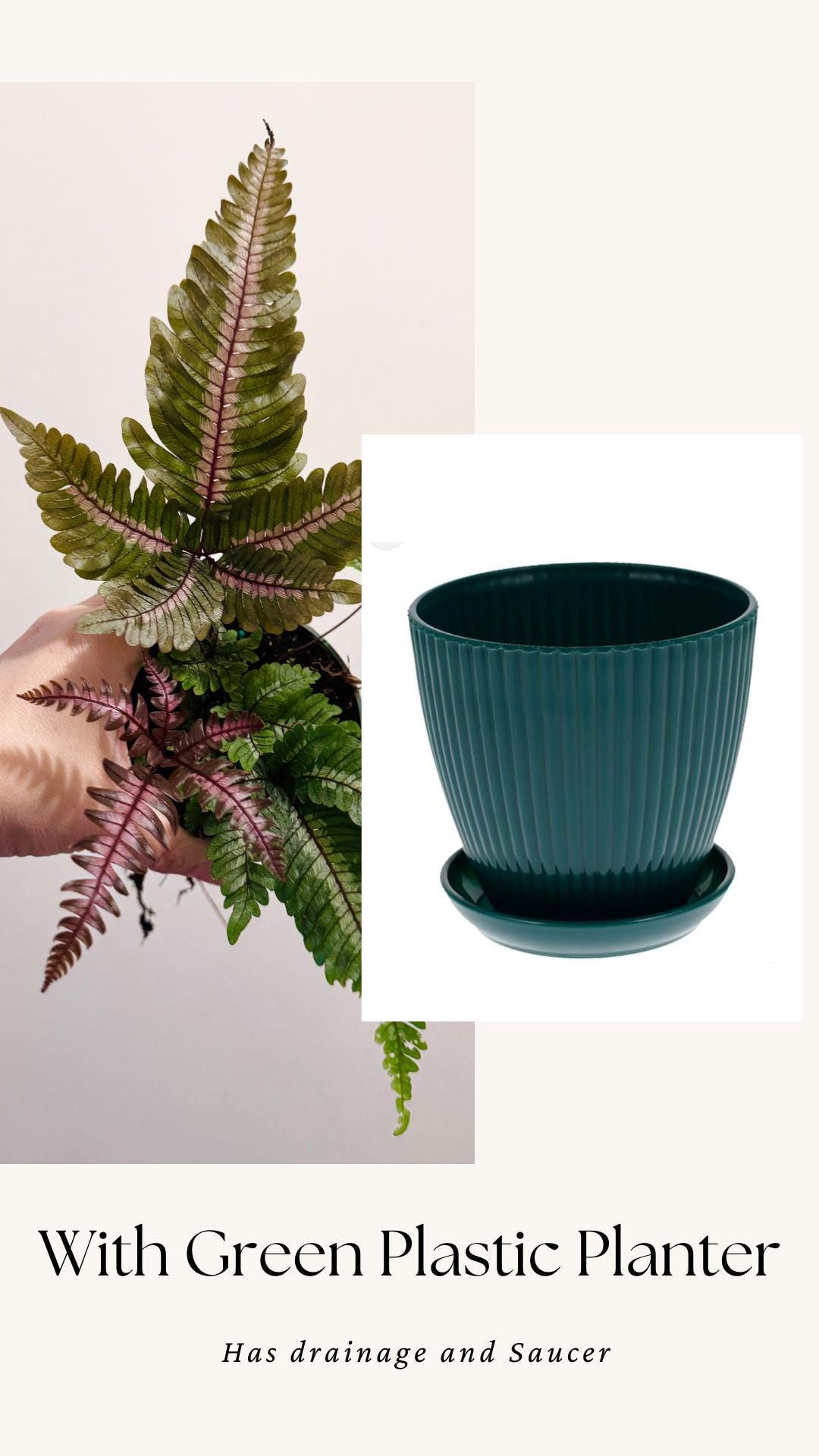 Fern Pteris Aspericaulis Var. Tricolor (Pteris Blumeana) – - 4 inch Pot - Live Plant - optional decorative pot