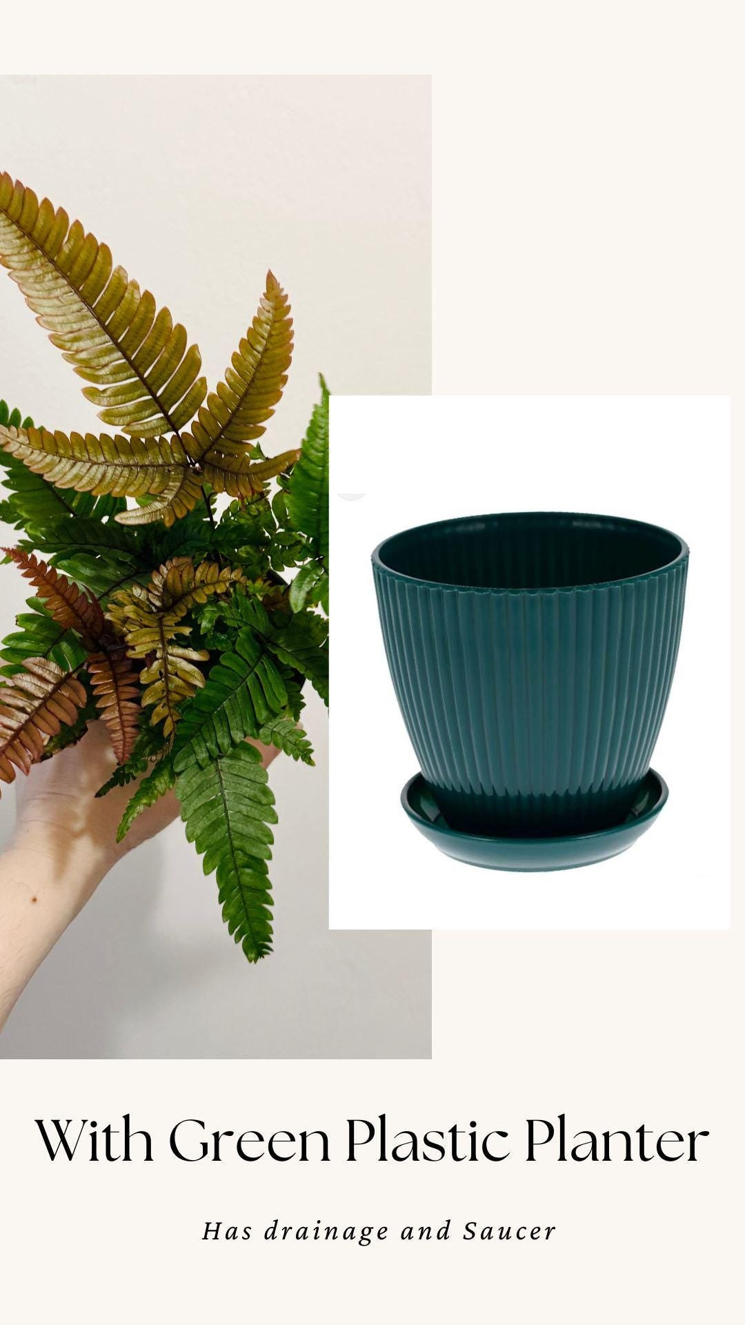 Fern Pteris Quadriaurita Tricolor – - 4 inch Pot - Live Plant - optional decorative pot