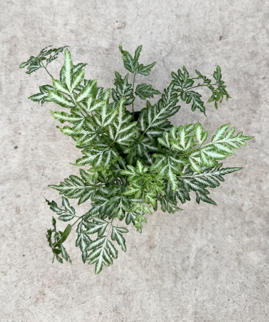 Silver Lace Pteris Fern - 4 inch Pot - Live Plant - optional decorative pot