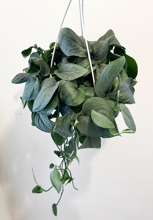 Scindapsus Silver Hero Plant - 6" Hanging Basket