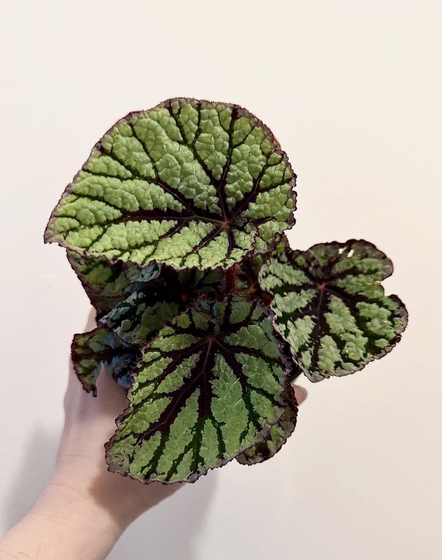 Begonia Fedor Plant - 4” Pot - Flowering plant - optional decorative pot