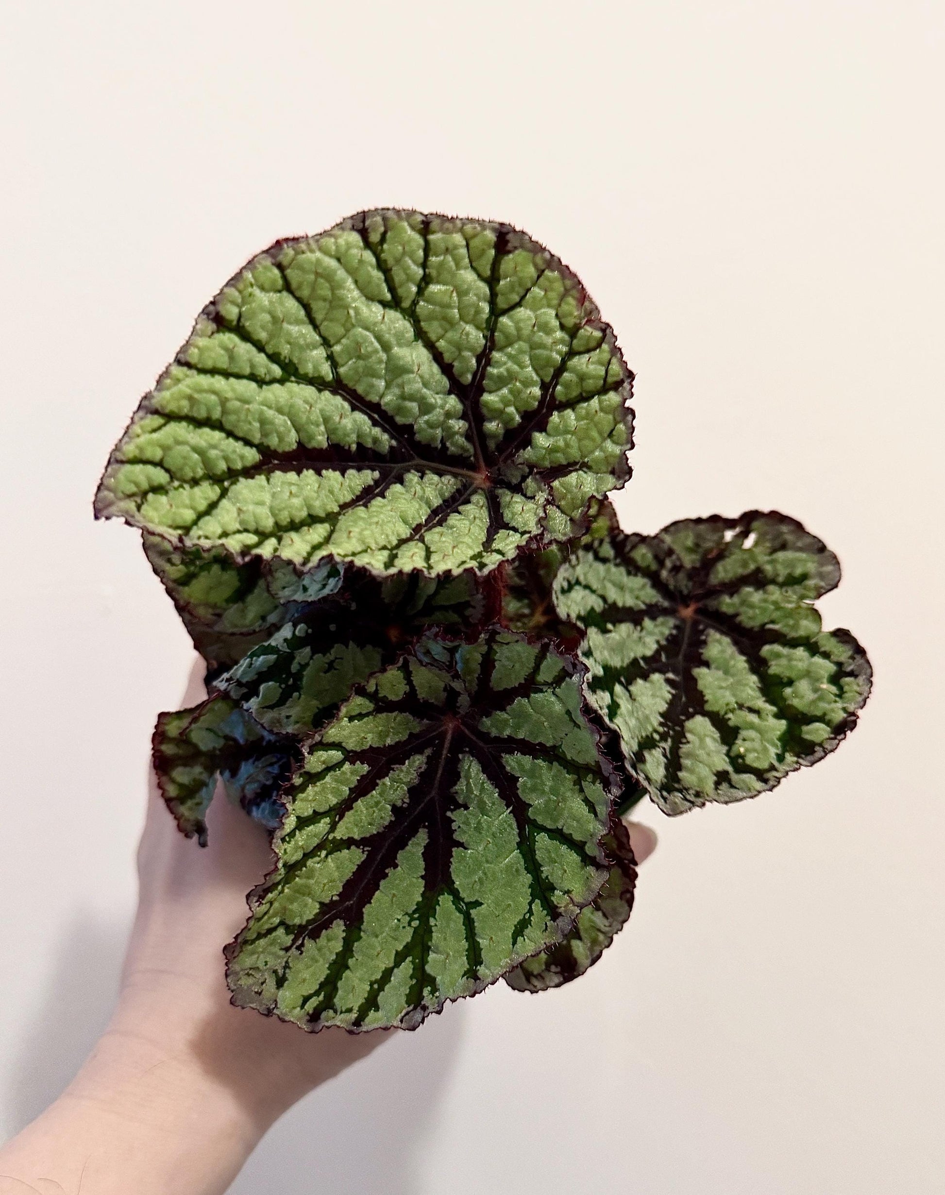 Begonia Fedor Plant - 4” Pot - Flowering plant - optional decorative pot