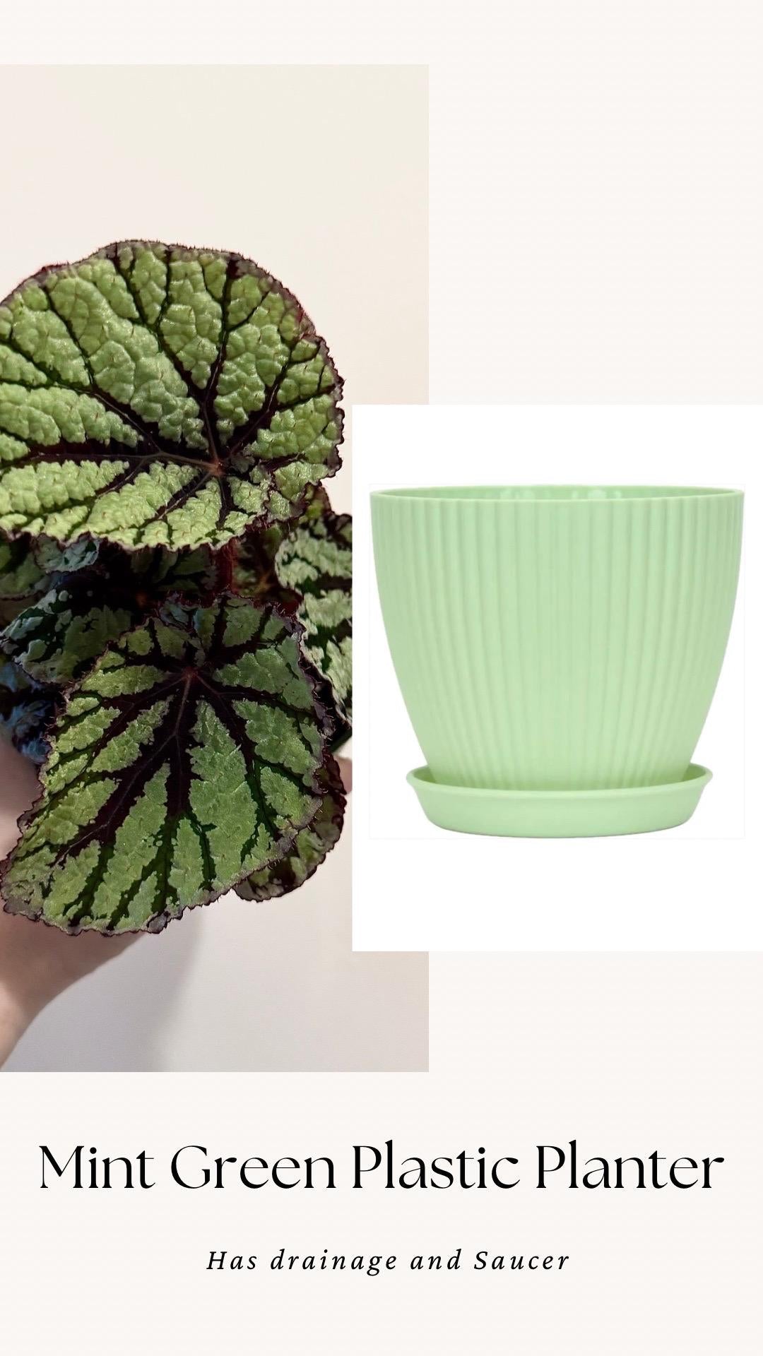 Begonia Fedor Plant - 4” Pot - Flowering plant - optional decorative pot